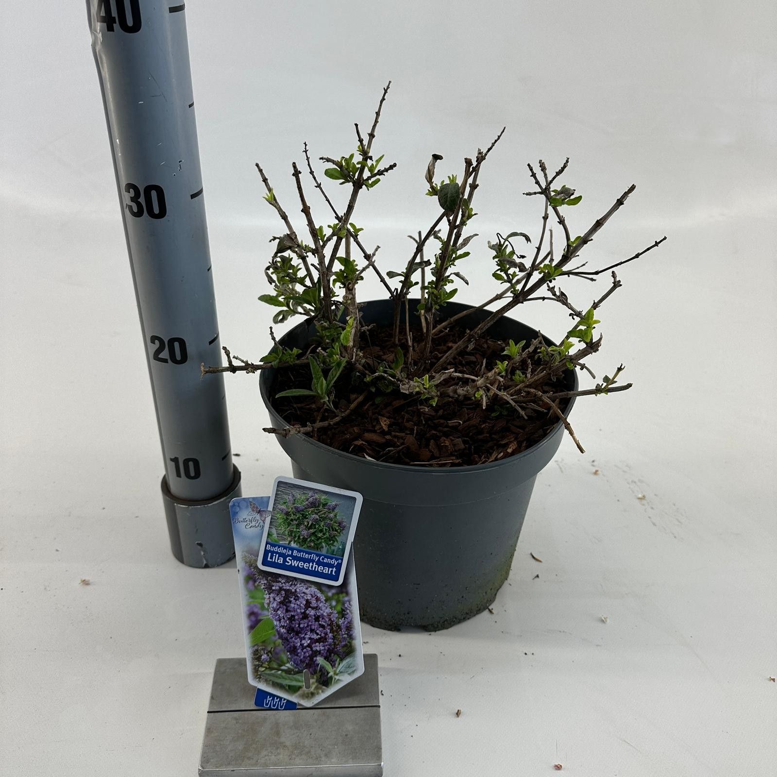 Buddleja d. Butt. Candy® Lila Sweetheart ('BotEx 002'PBR), D 23