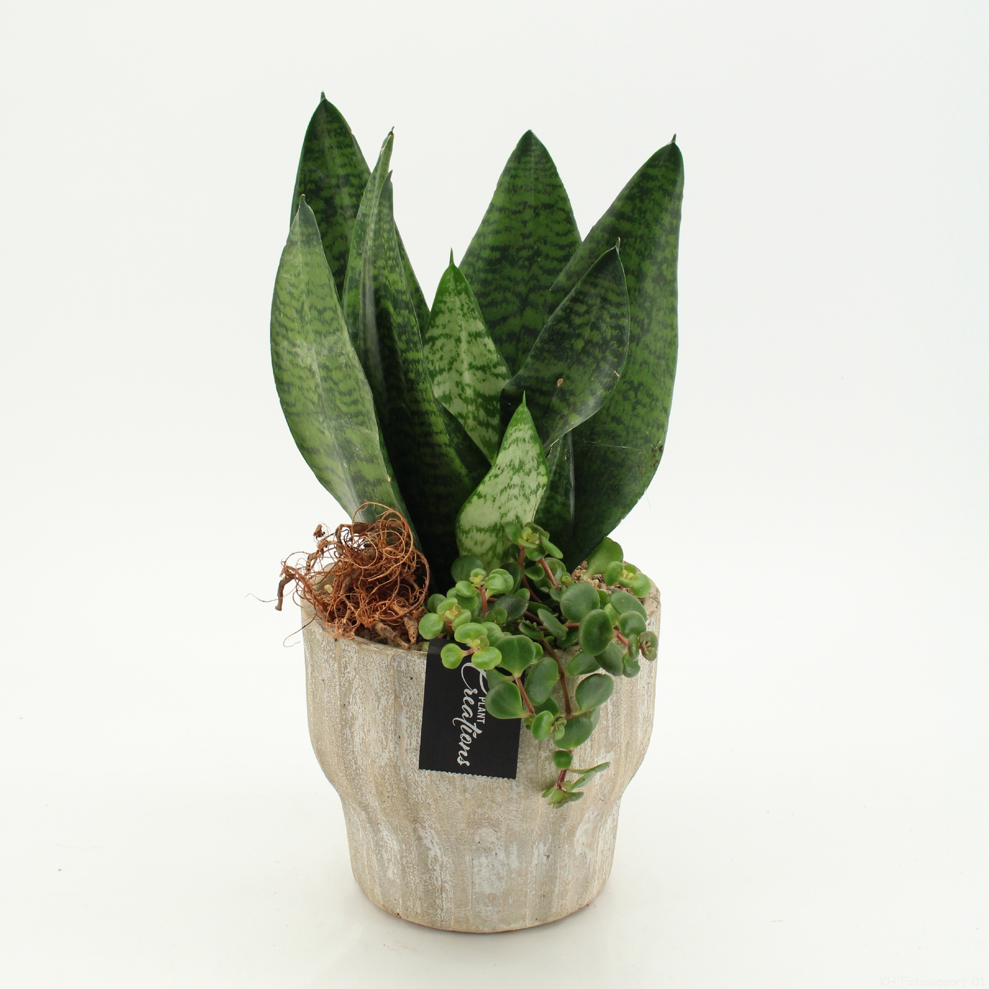 SUCR-2628 Succulent Essentials, D 16