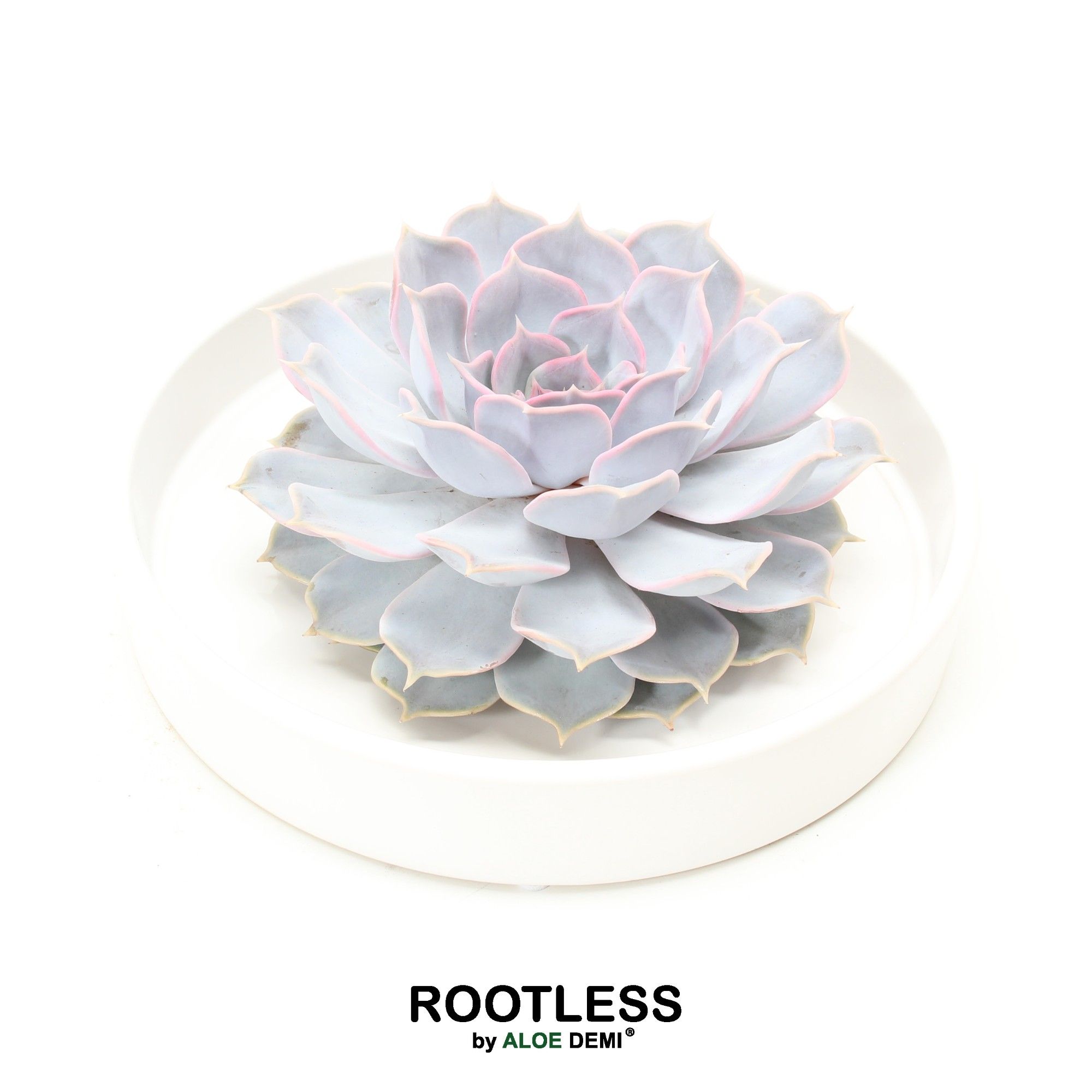 ROOTLESS Echeveria lilacina, Tapir bowl, D 20 cm