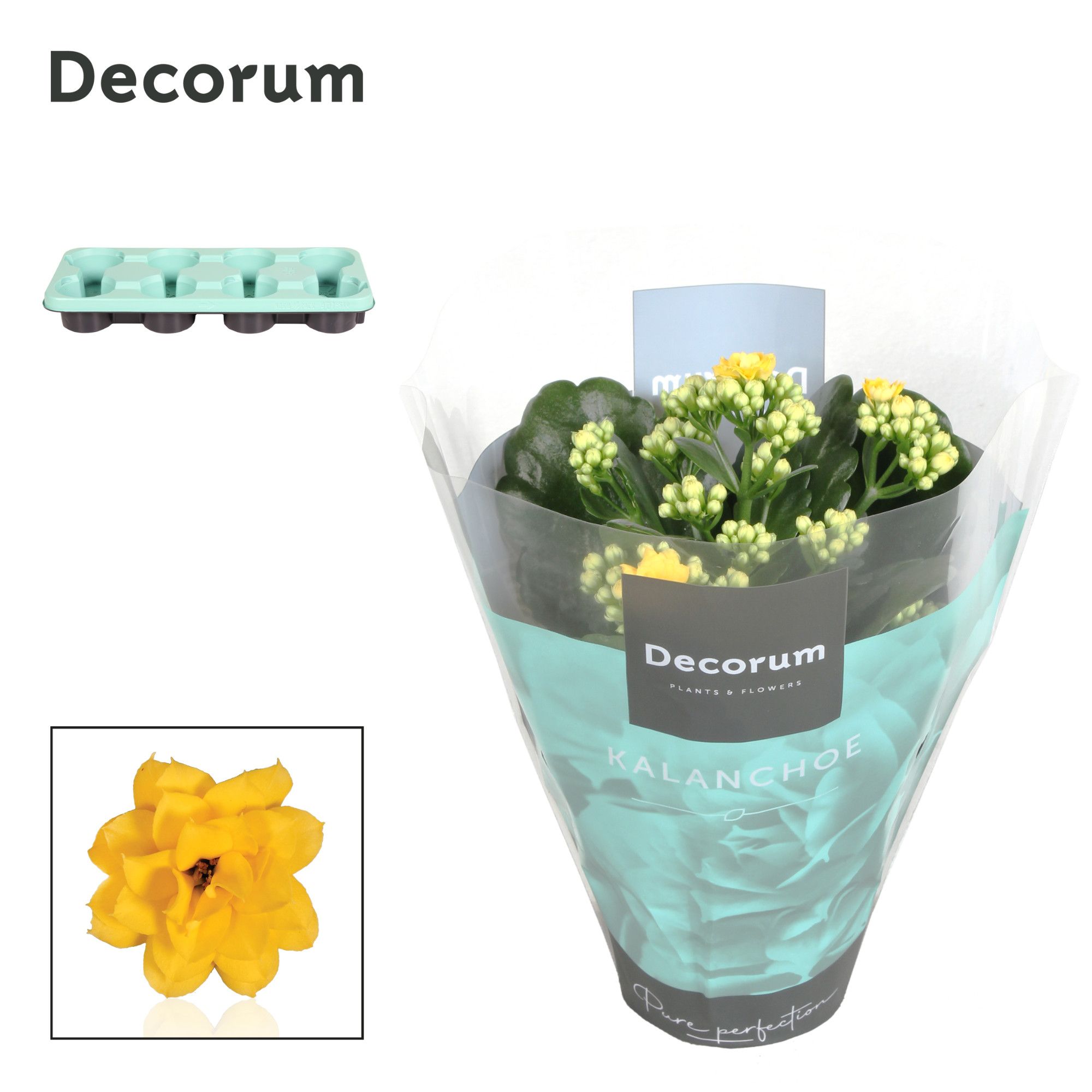 Kalanchoe Decorum - Yellow, D 12