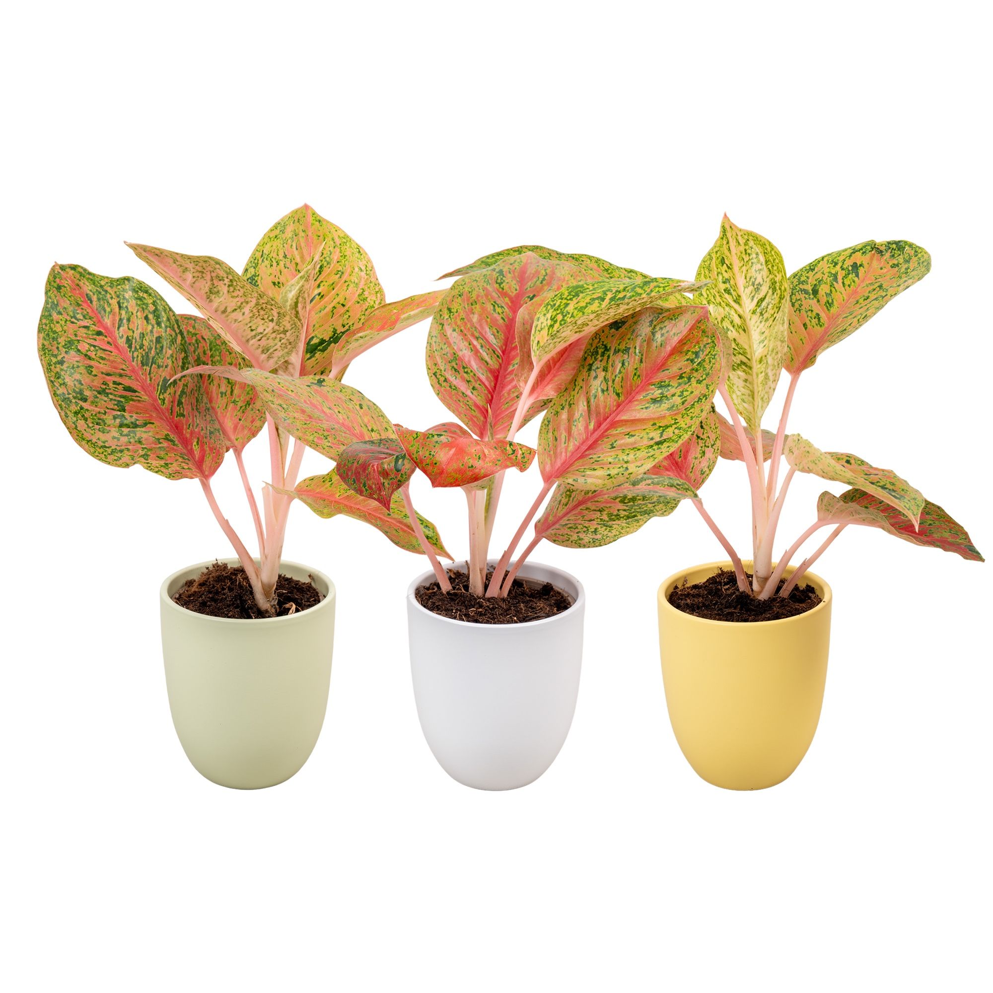 Easter Aglaonema Pink Dark Star met groen, geel en wit keramiek, D 14