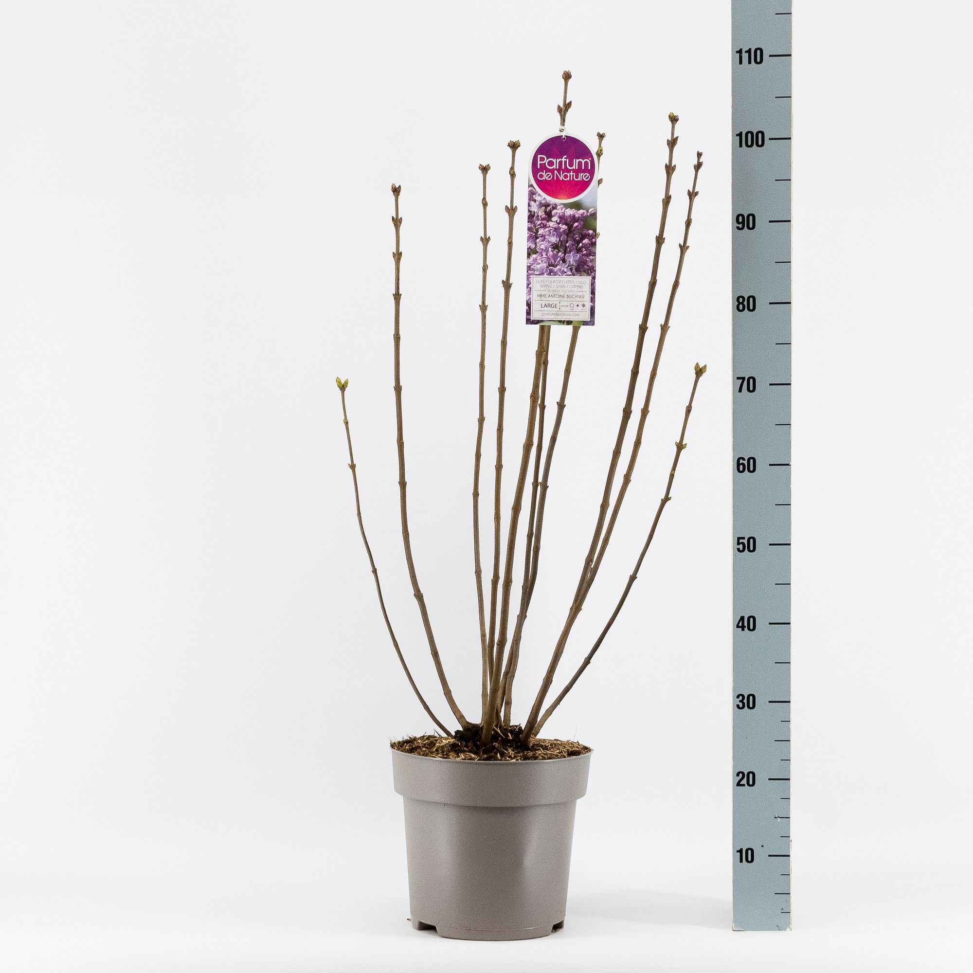 Syringa vul. Mme Antoine Buchner, 2-jarig, C10 Solitair, D 27