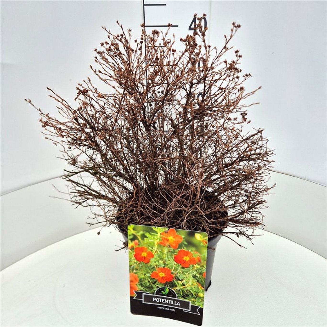 Potentilla f. 'Red Ace', D 28