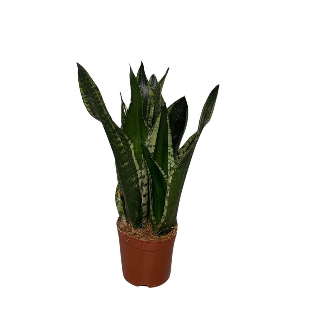 Sansevieria Silver flame 3pp, D 12