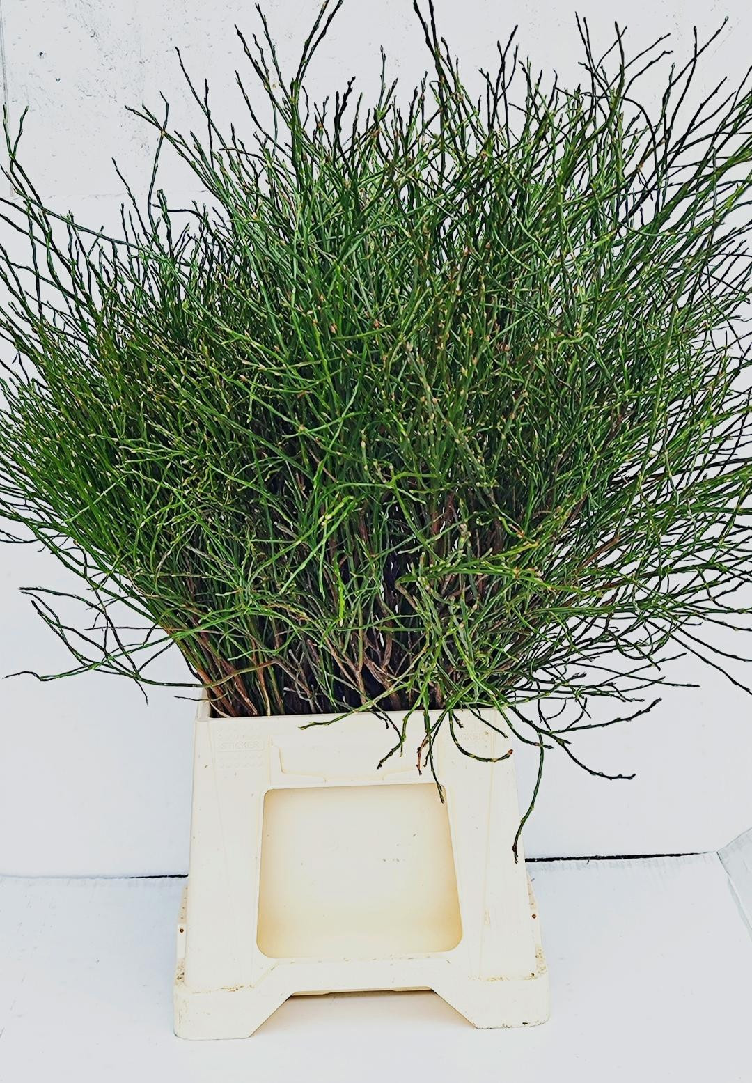 Вациниум Миртилус за пучок 55, пуч.