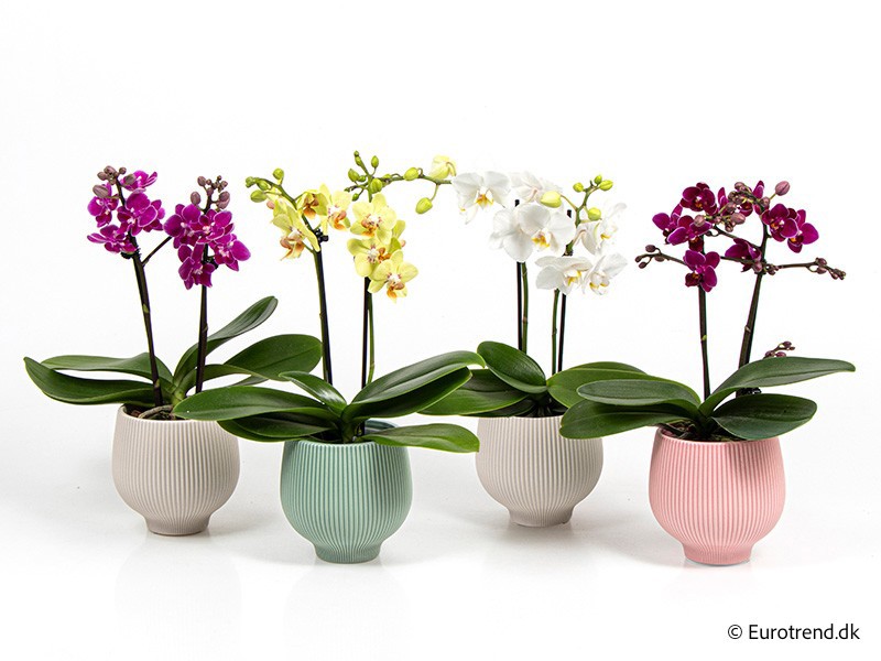 PHALAENOPSIS IN CERAMIC E 4288, D 6