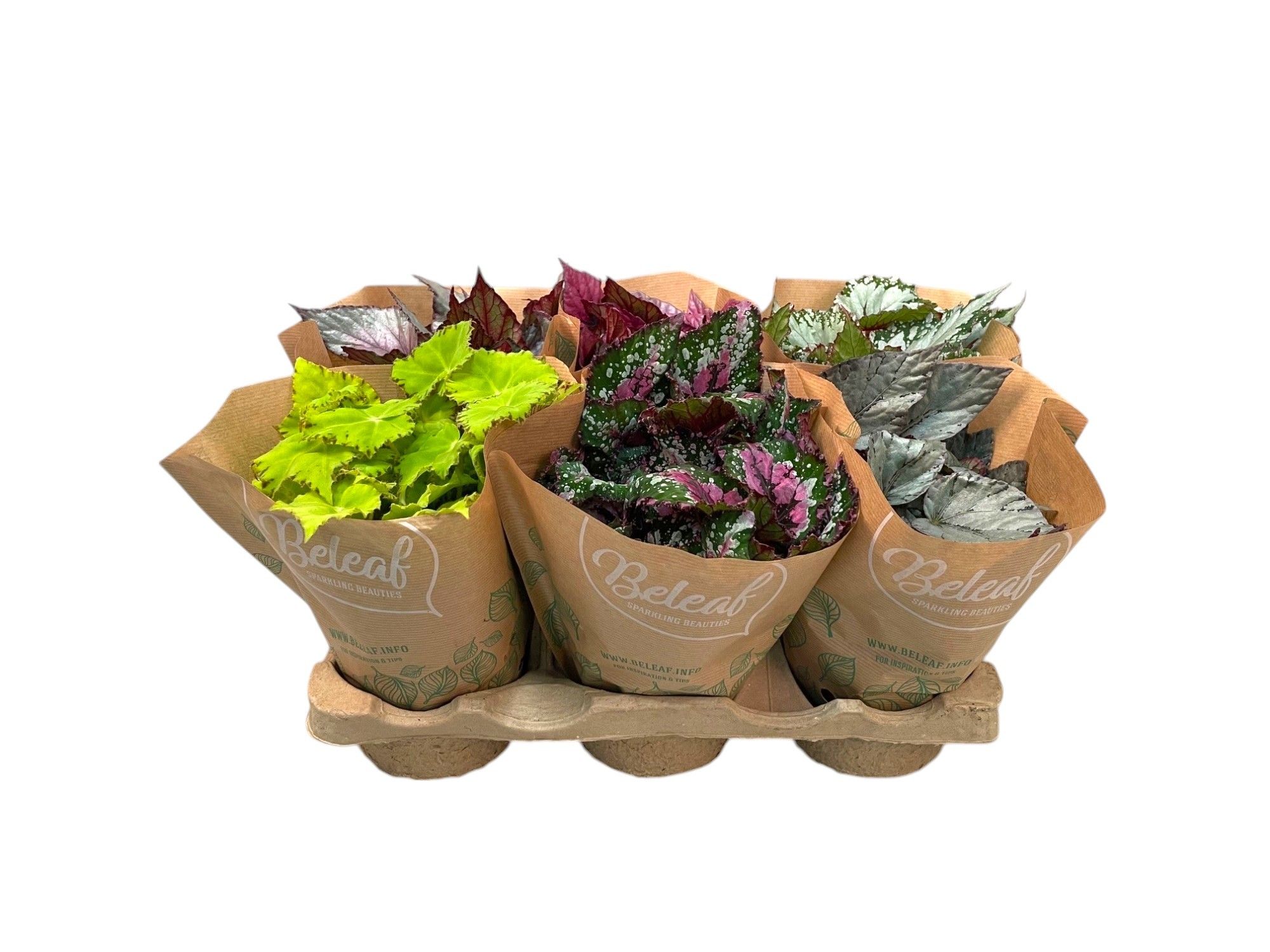 Begonia Beleaf mix in papierenhoes, D 12