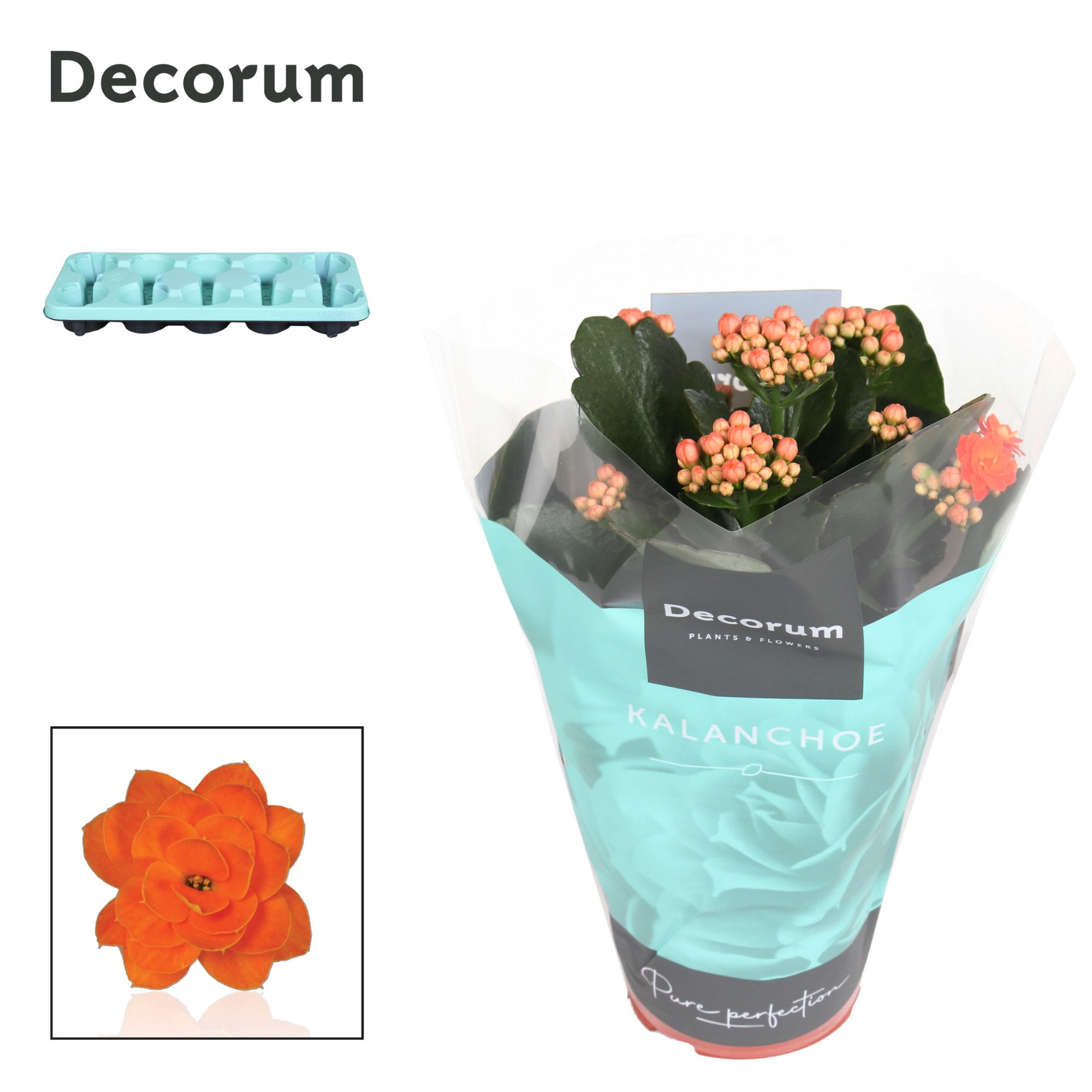 Kalanchoe Decorum - Orange, D 10,5