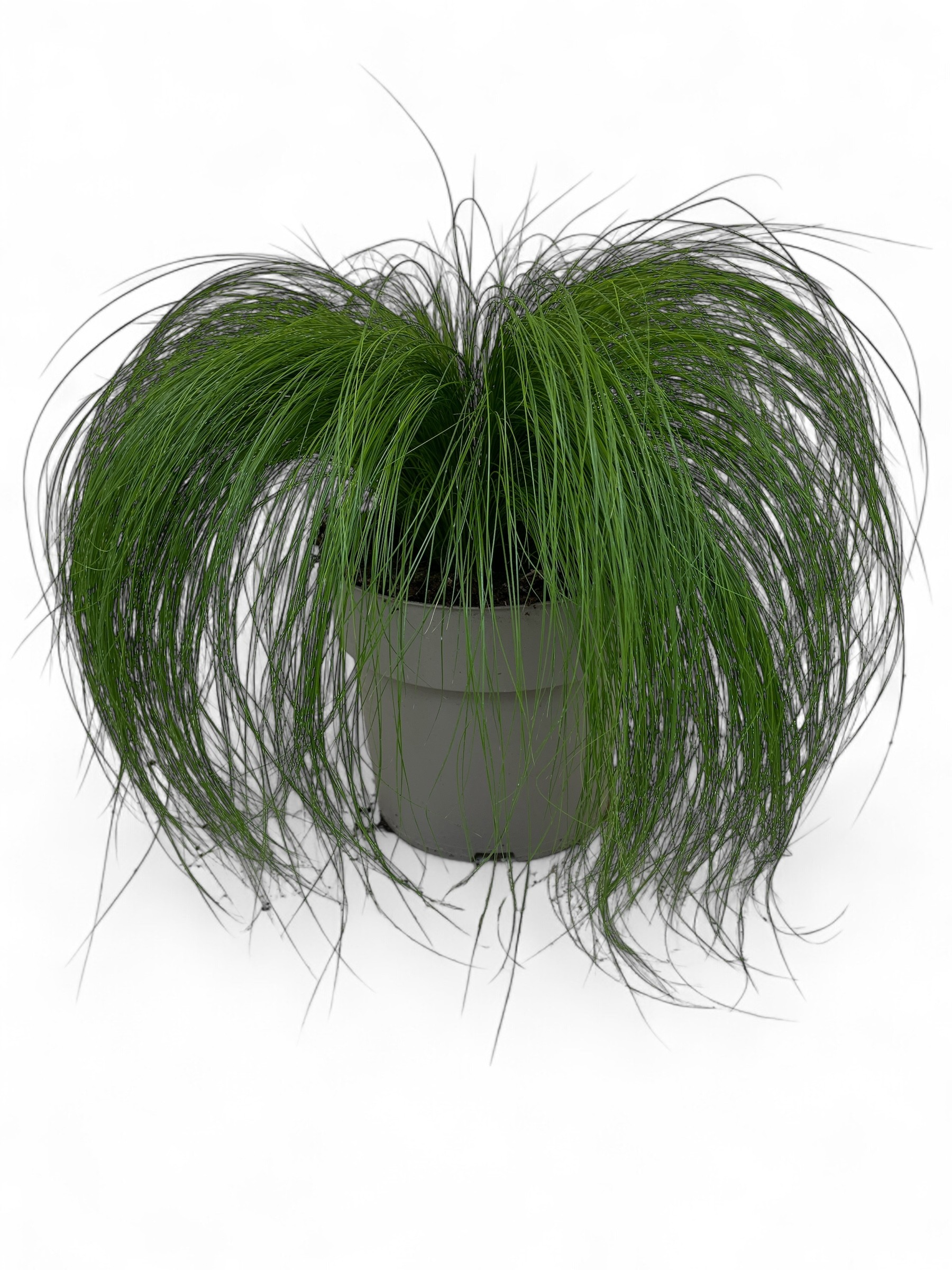 Stipa tenuissima 'Ponytails' C5, D 23