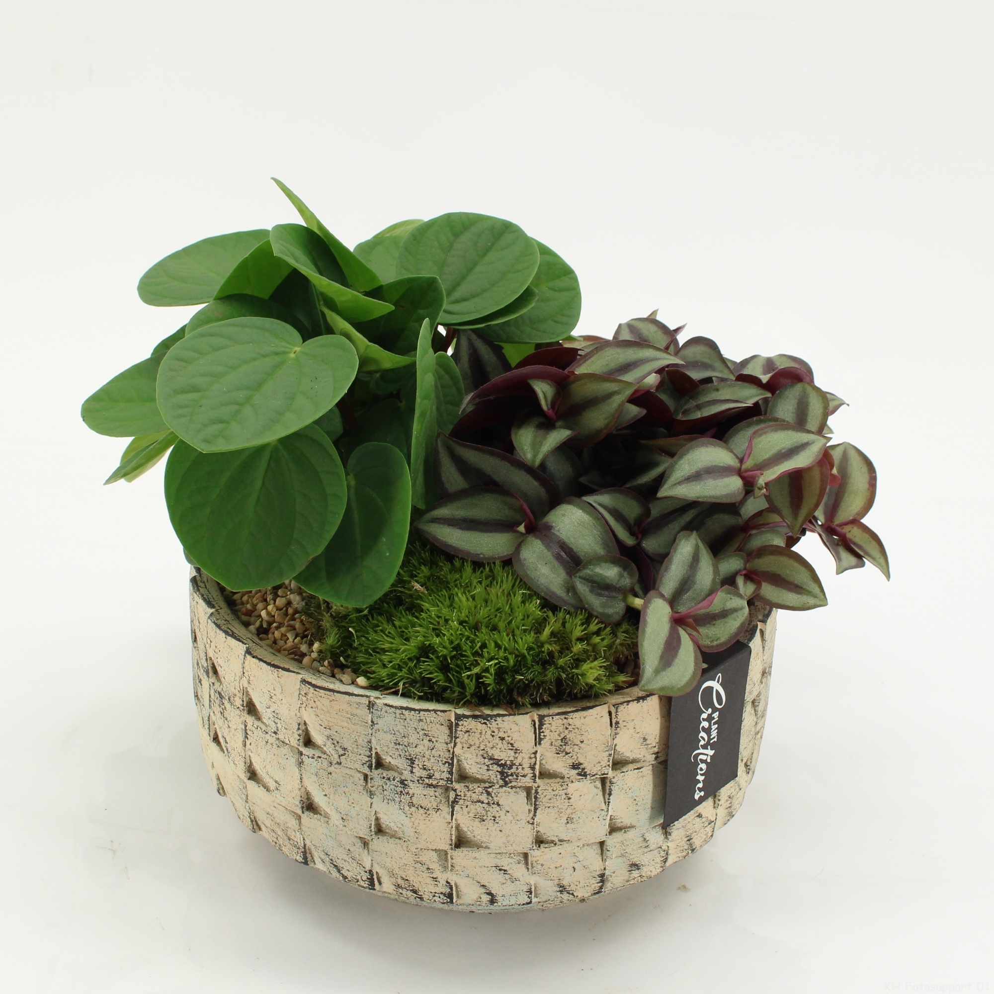 GRCR-2643 Green Essentials, D 20