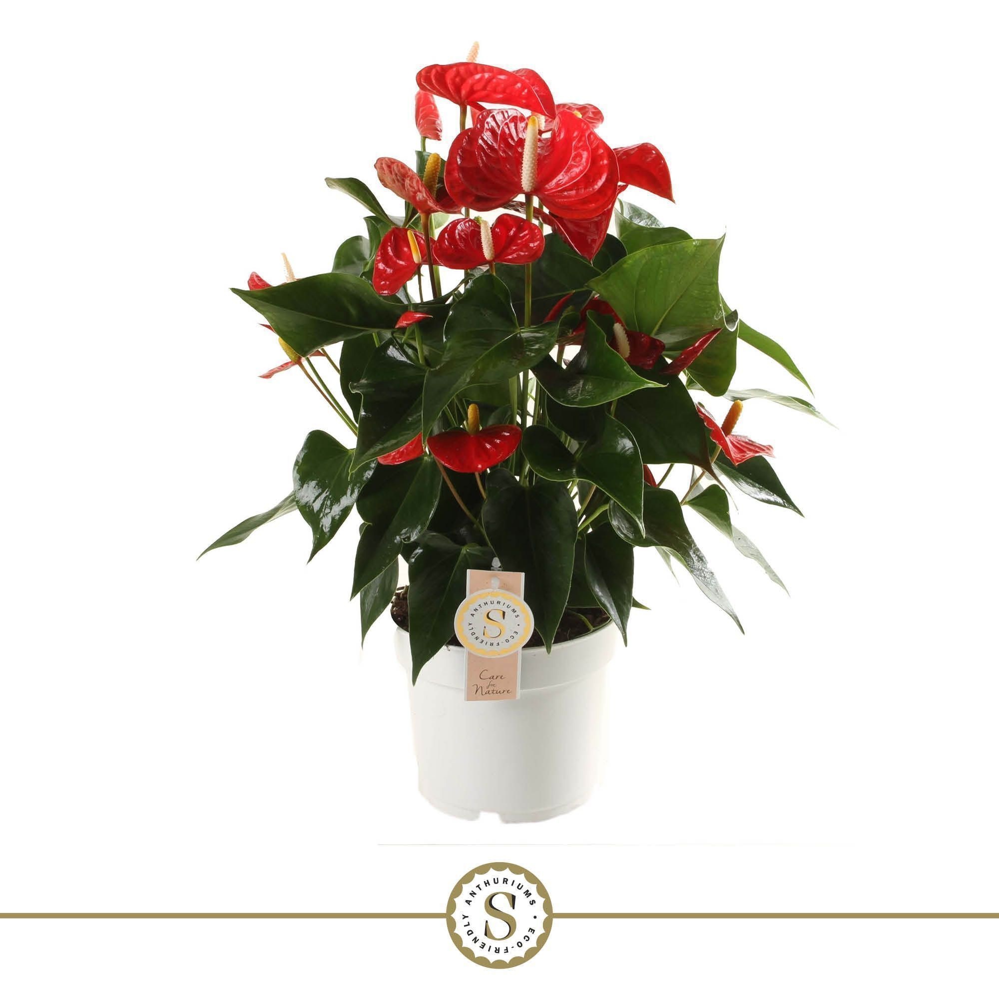 Red Champion 17cm, D 17