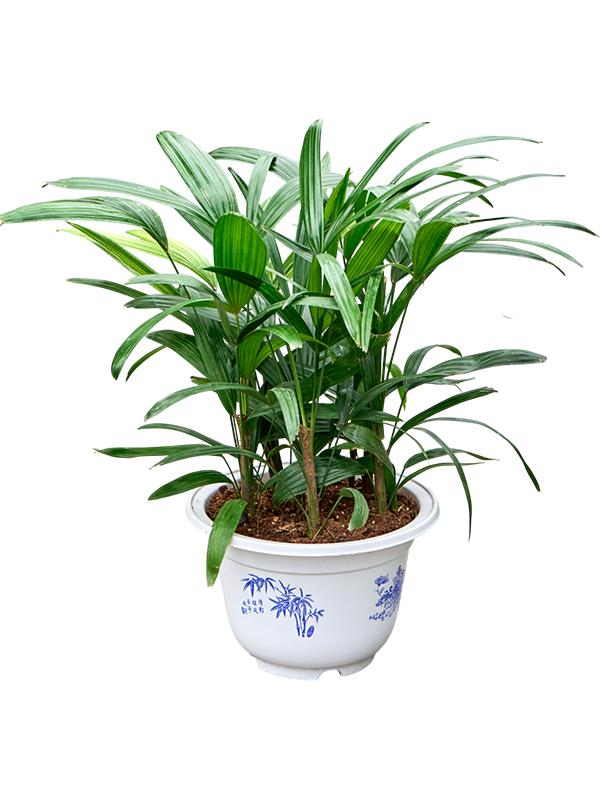 Rhapis excelsa, D 25