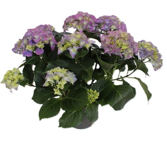Hydrangea BLAUW, D 13