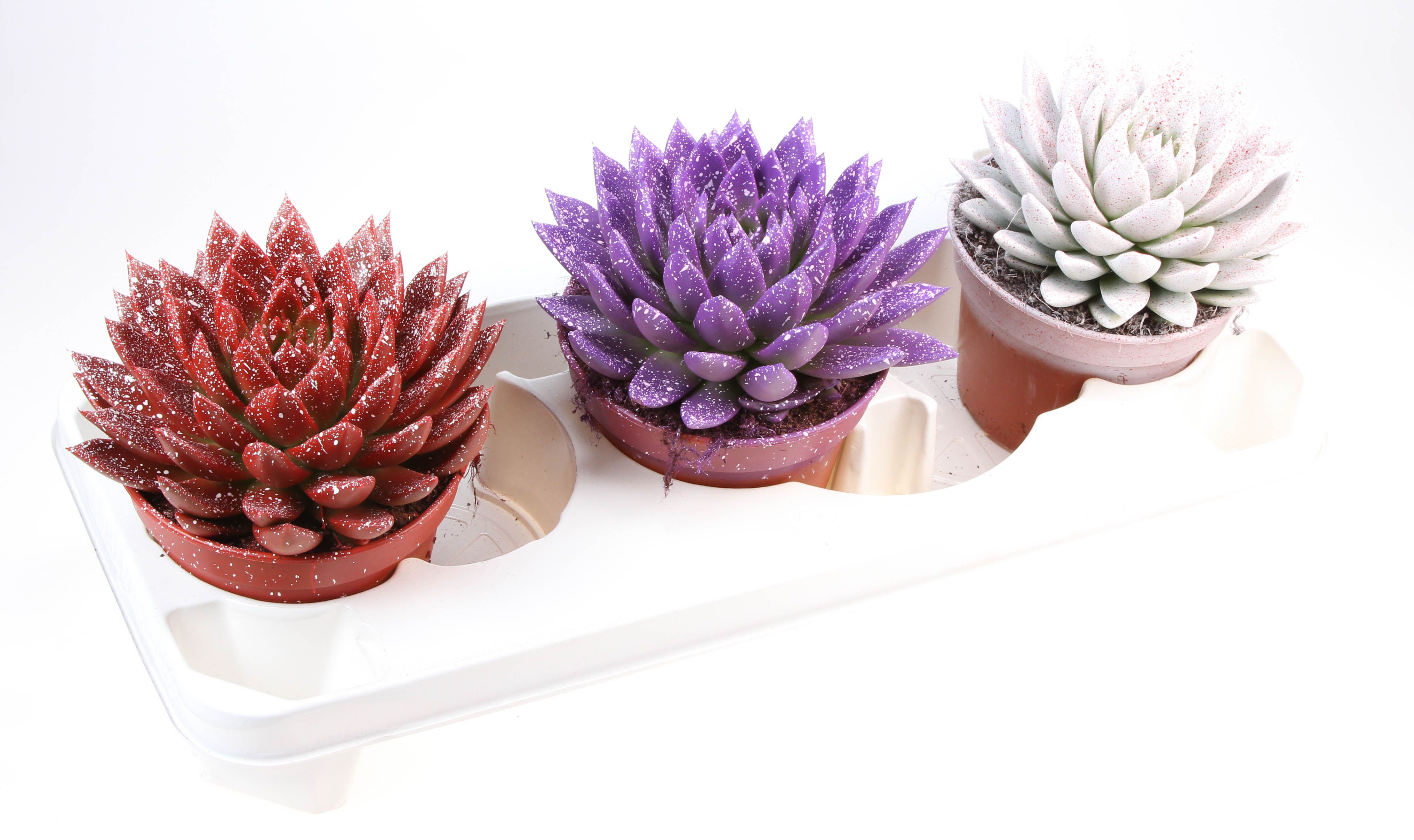 Miranda sprinkle love mix, D 15