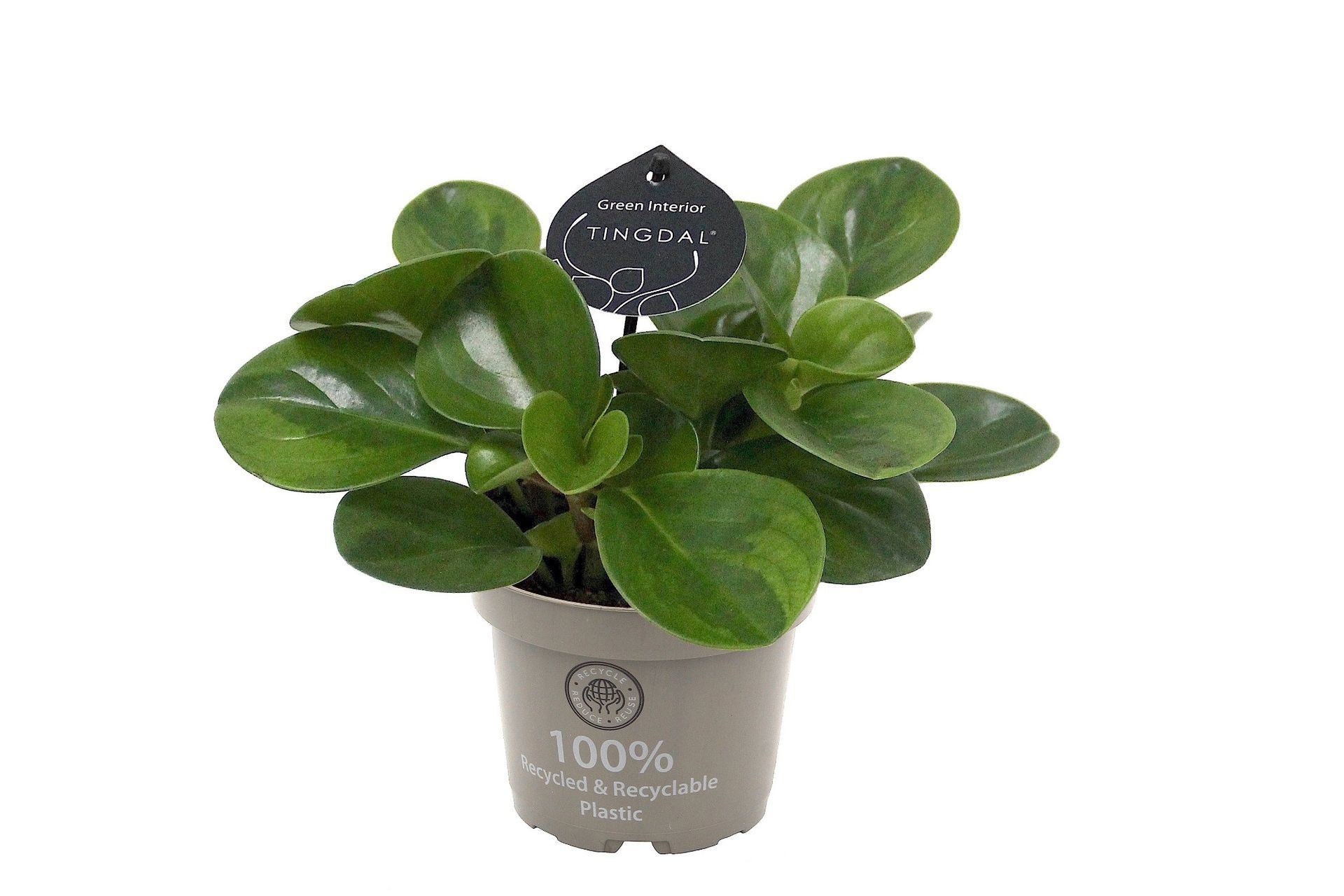 Peperomia Obtusifolia Lime 12 cm, D 12