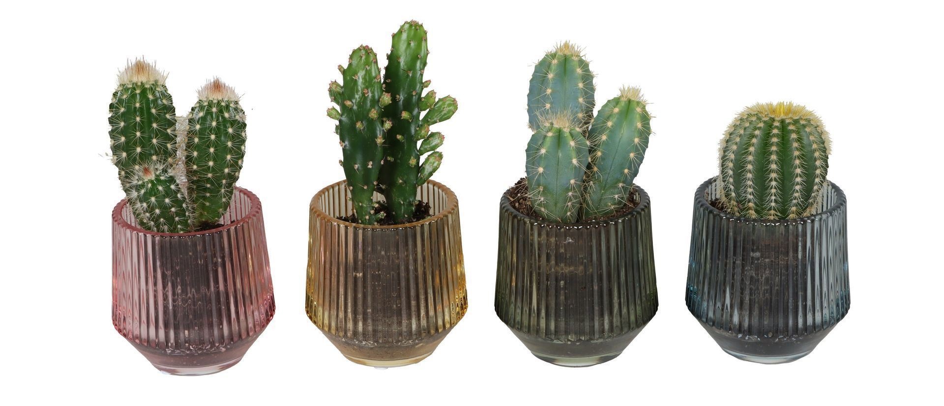 L 67406 With Cactus Mix 6 cm, D 6