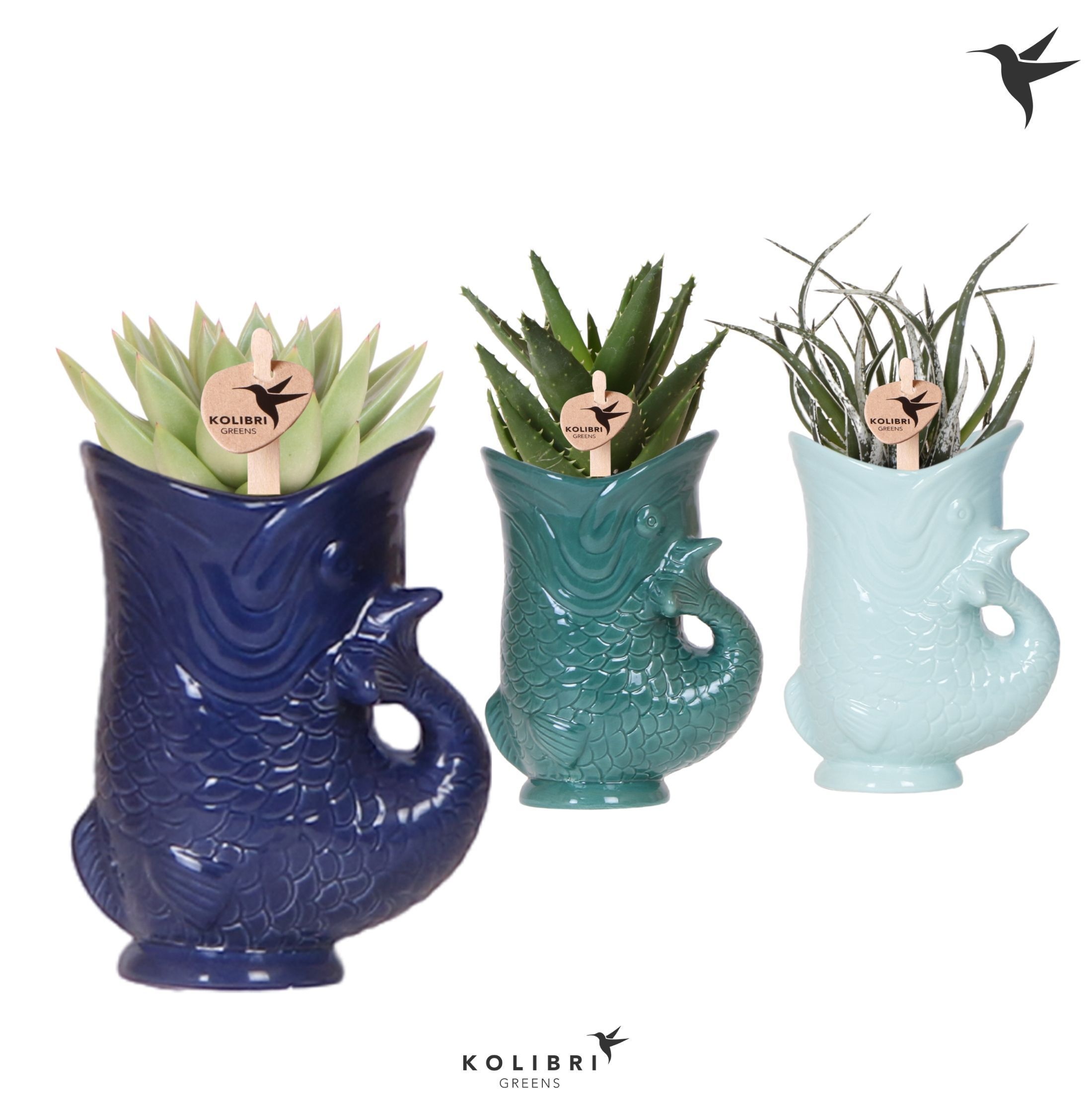 Kolibri Greens Succulenten mix in Fish pot blue mix, D 9