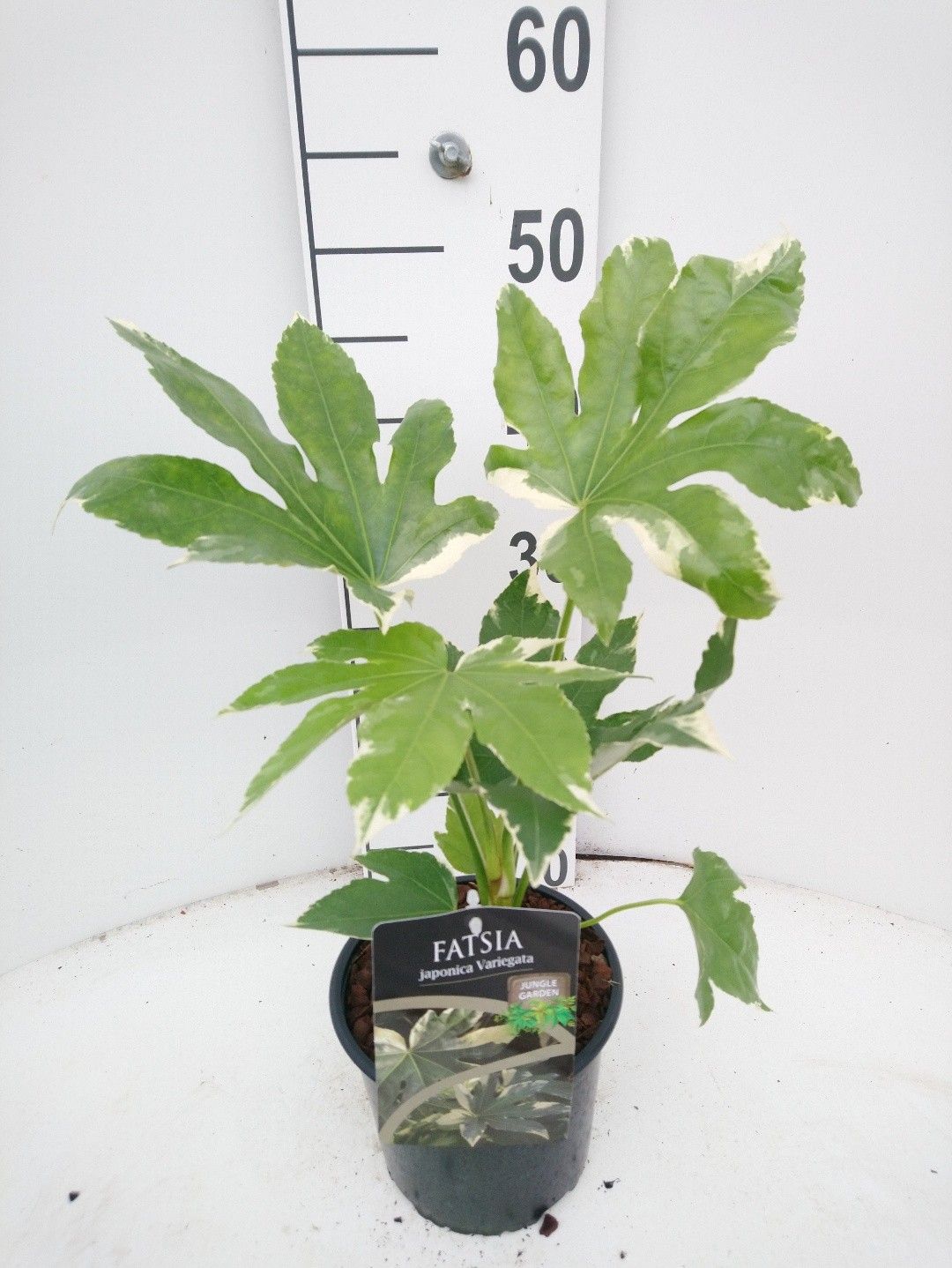 Fatsia japonica Variegata, D 17