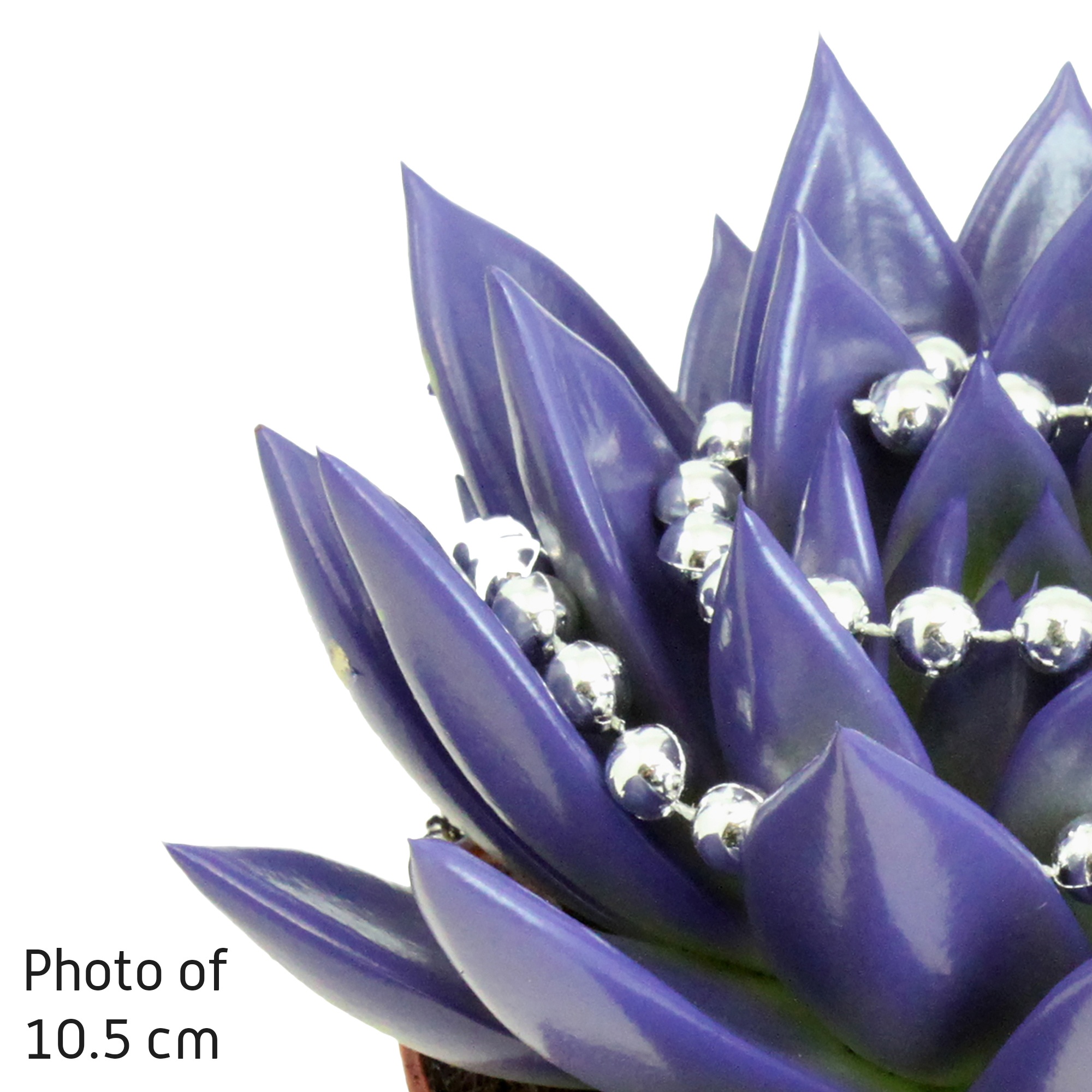 Miranda coloured purple + chain, D 12