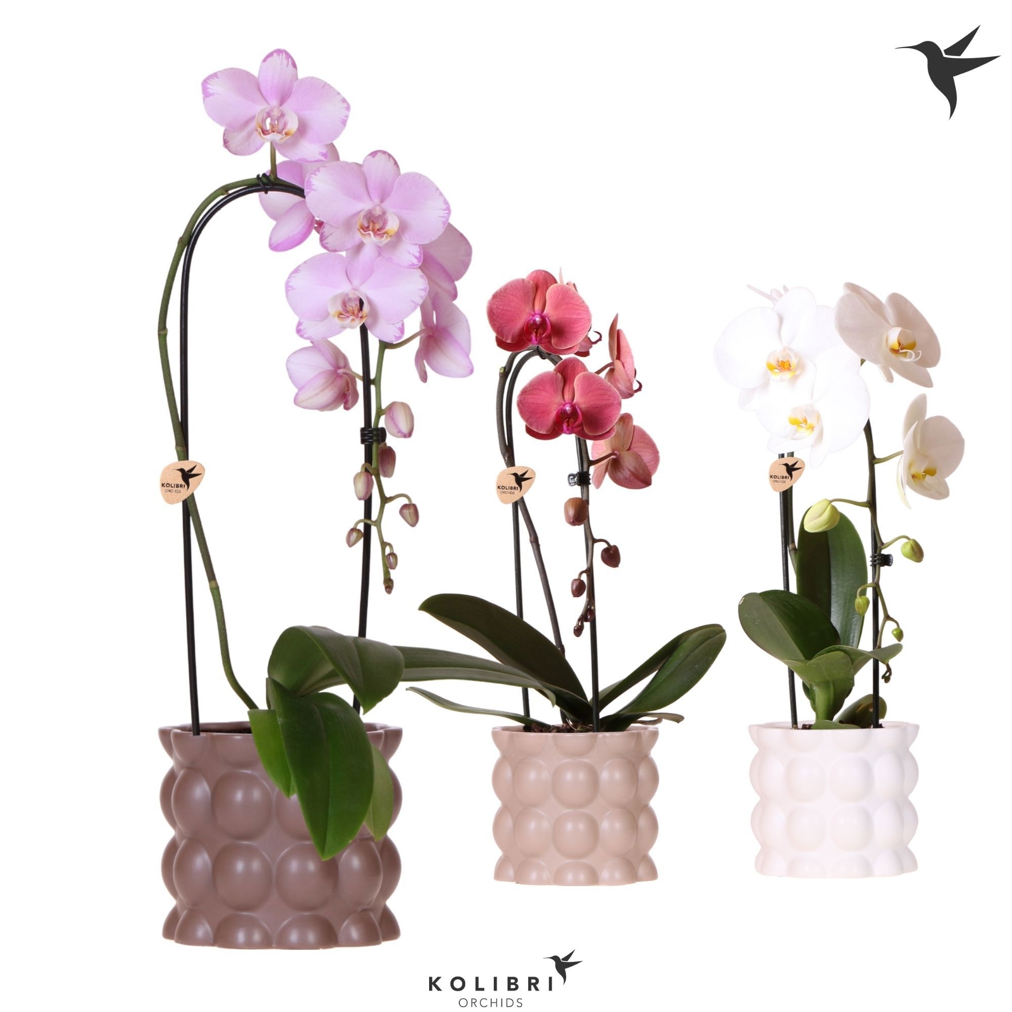 Kolibri Orchids Phalaenopsis Cascade Niagara Fall mix 1 spike in Cotton pot sand mix, D 12