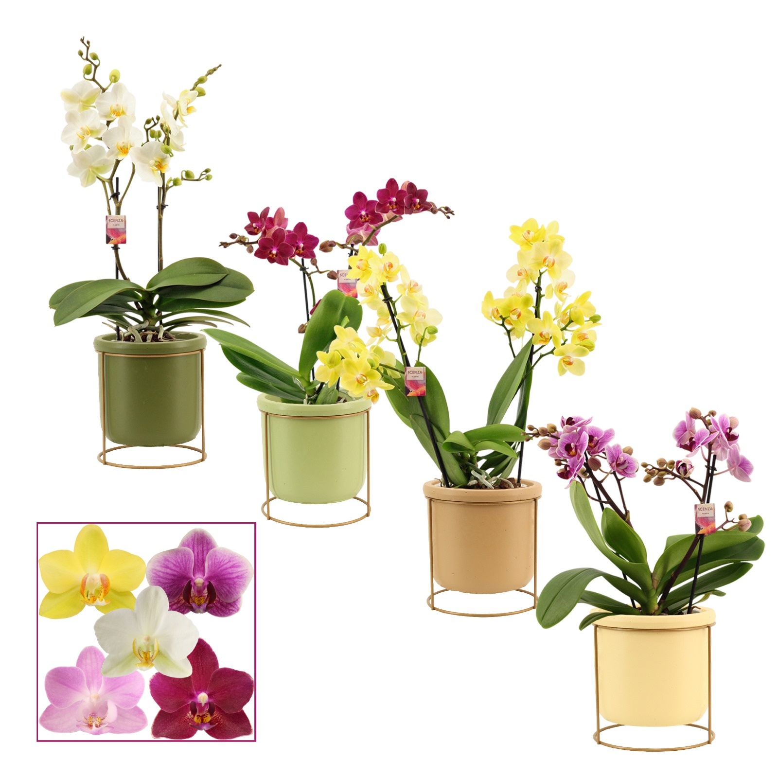 Phalaenopsis multiflora 2 tak mix in Lynn (Silent moods-collecti, D 12