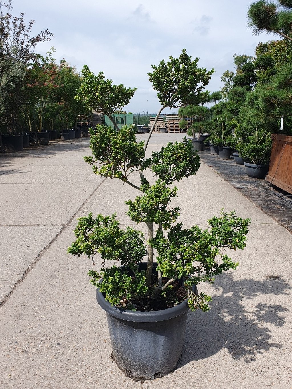 Ilex crenata 80-100 Pompon, D 35