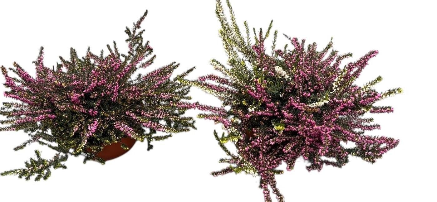 Erica darleyensis schalen in soorten, D 23