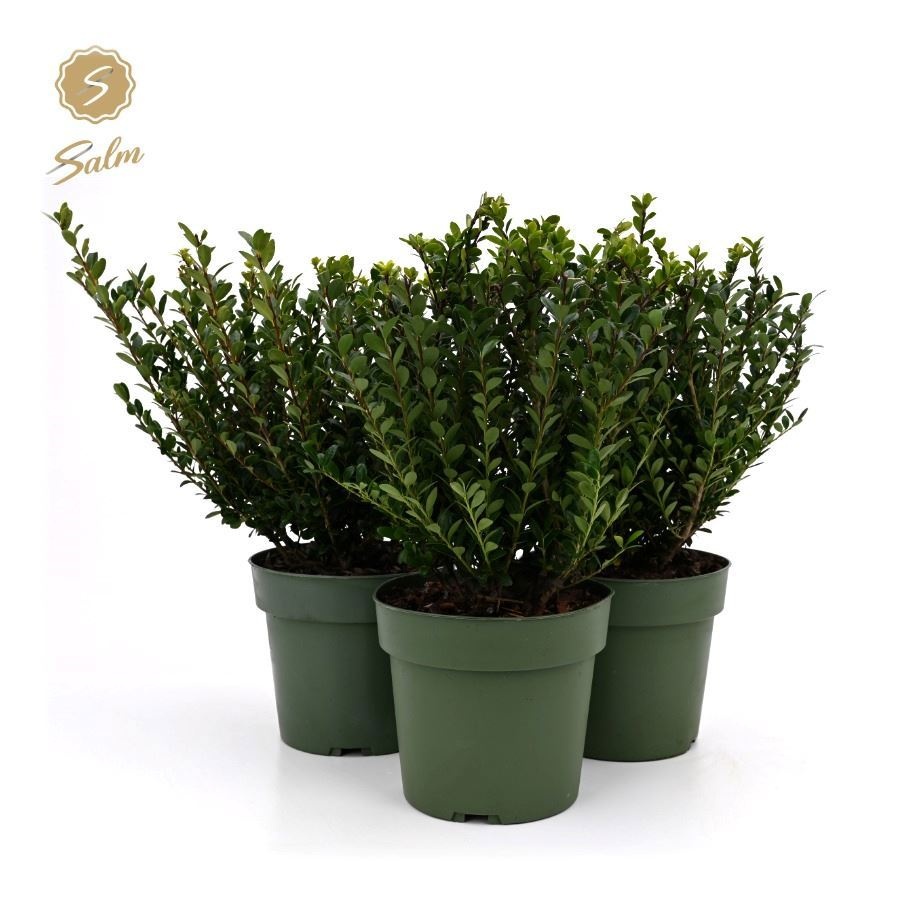 Ilex crenata 'Jenny'® P17, D 17