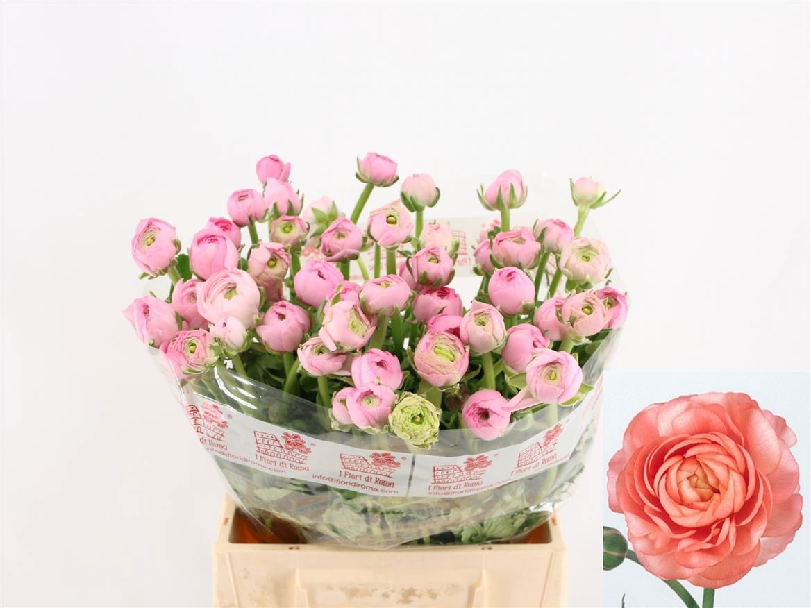 Ранункулус Элеганс Пинк 40, шт.