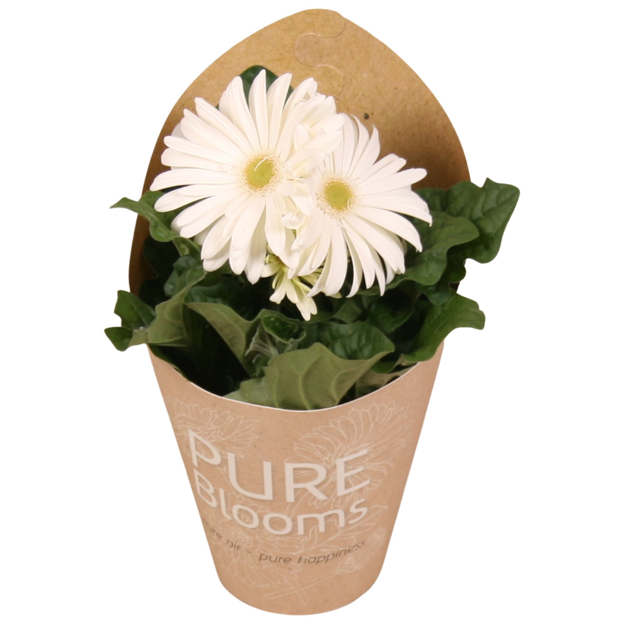 Gerbera wit 2+ bl12 cm in Pure Blooms draagtas eco, D 12