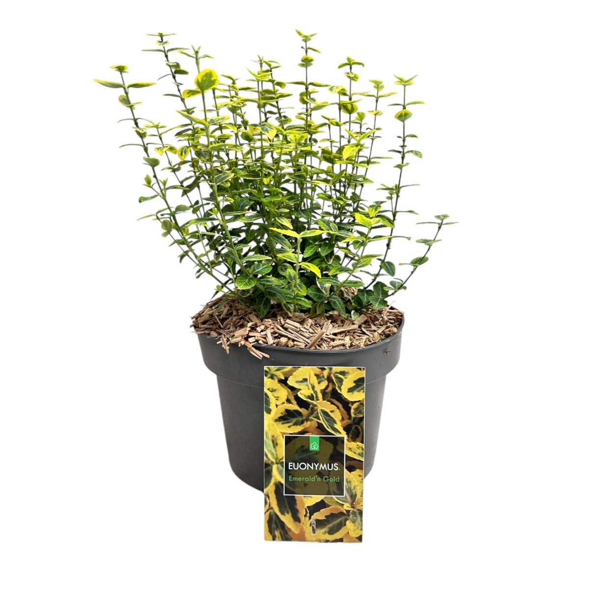 Euonymus fort. 'Emerald 'n' Gold', D 23