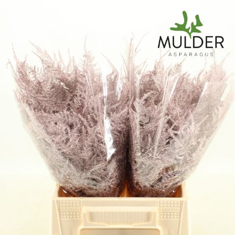 Аспарагус Овериг Крашеный (краш. ) 45, шт.