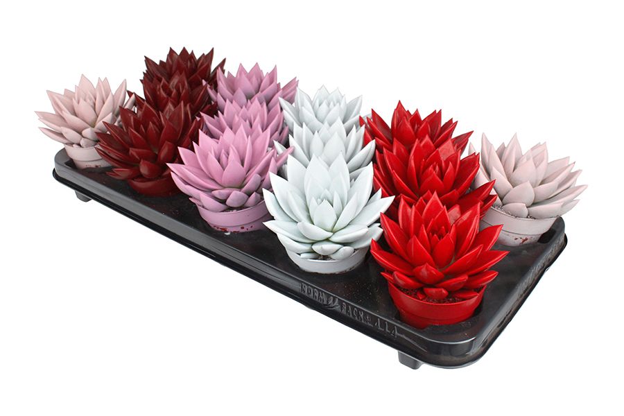 Miranda coloured love mix, D 8,5