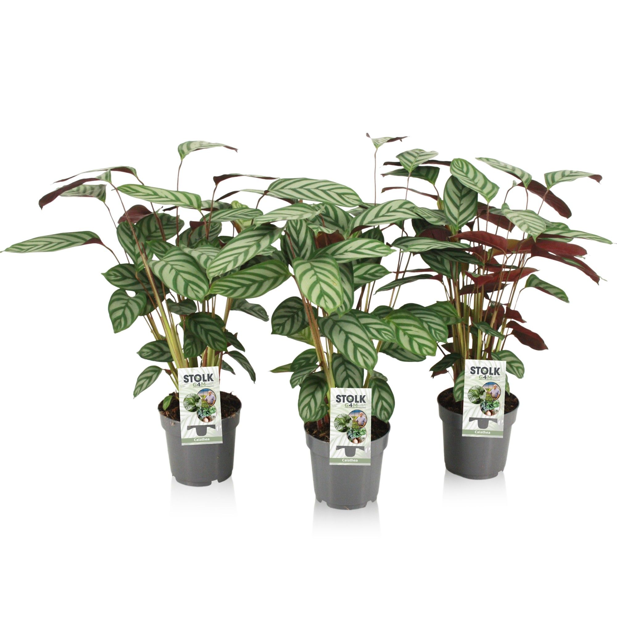 Ctenanthe 14cm 'exotica', D 14