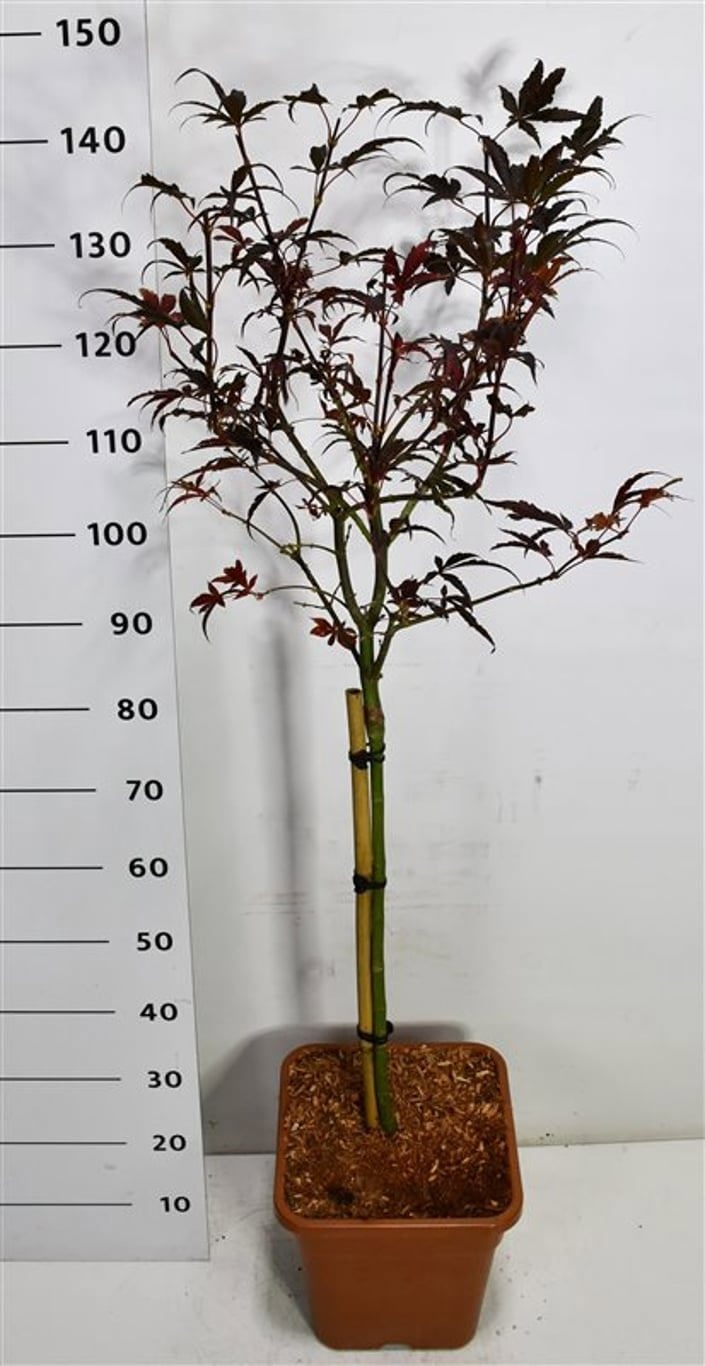 Acer pal. 'Skeeter's Broom', D 32