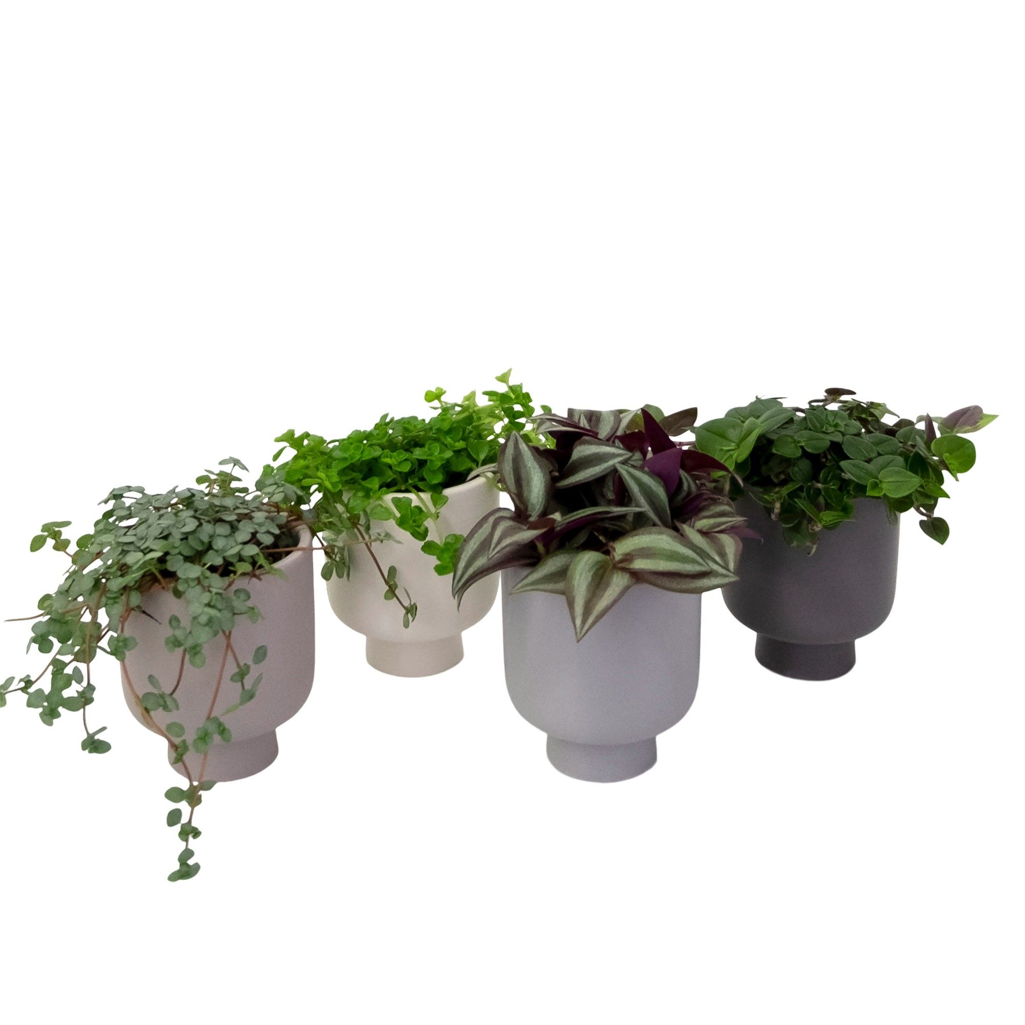 Modest Cova with Compact Foliage, D 6