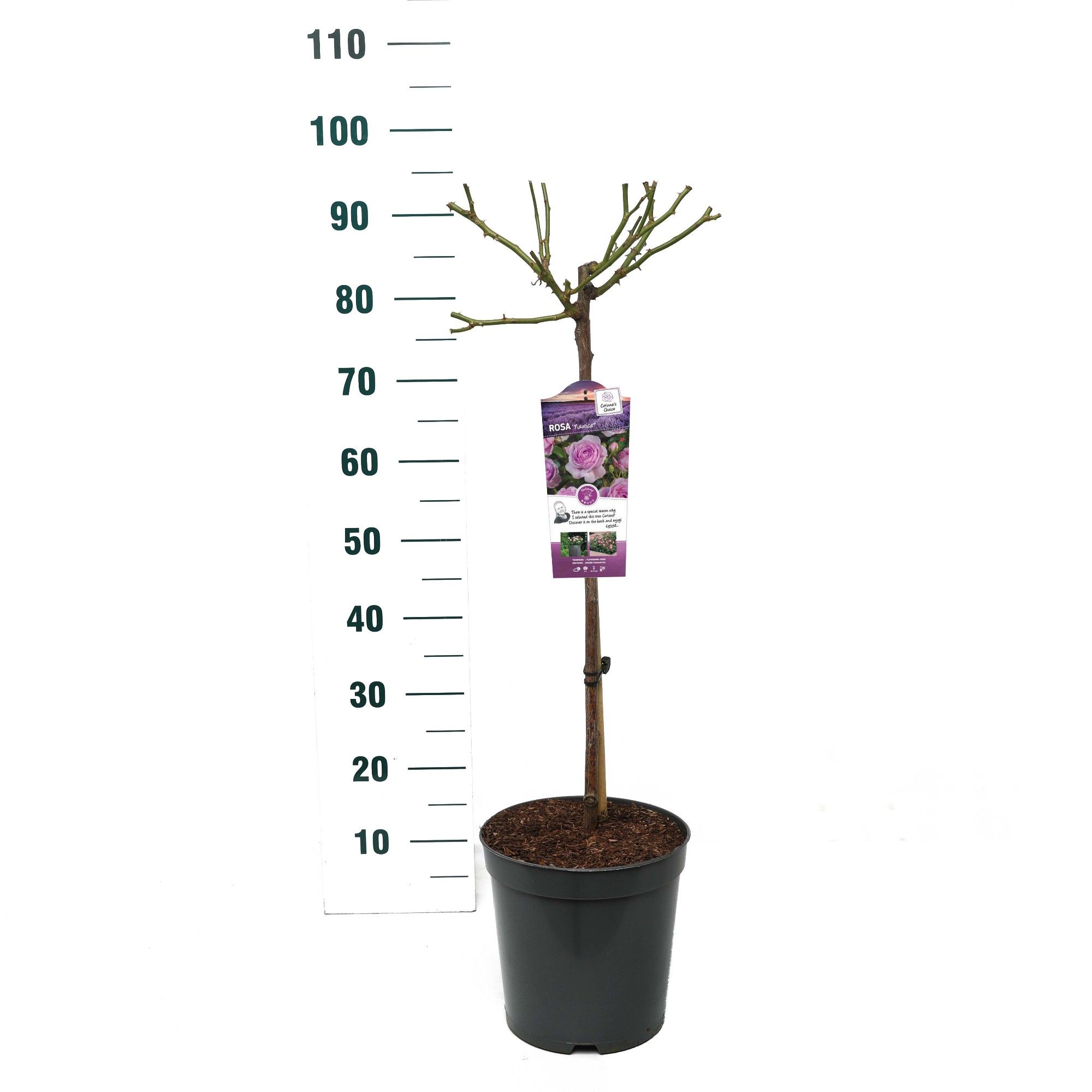 Rosa 'Nautica' - 60 Stam - Exclusive Collection, D 24