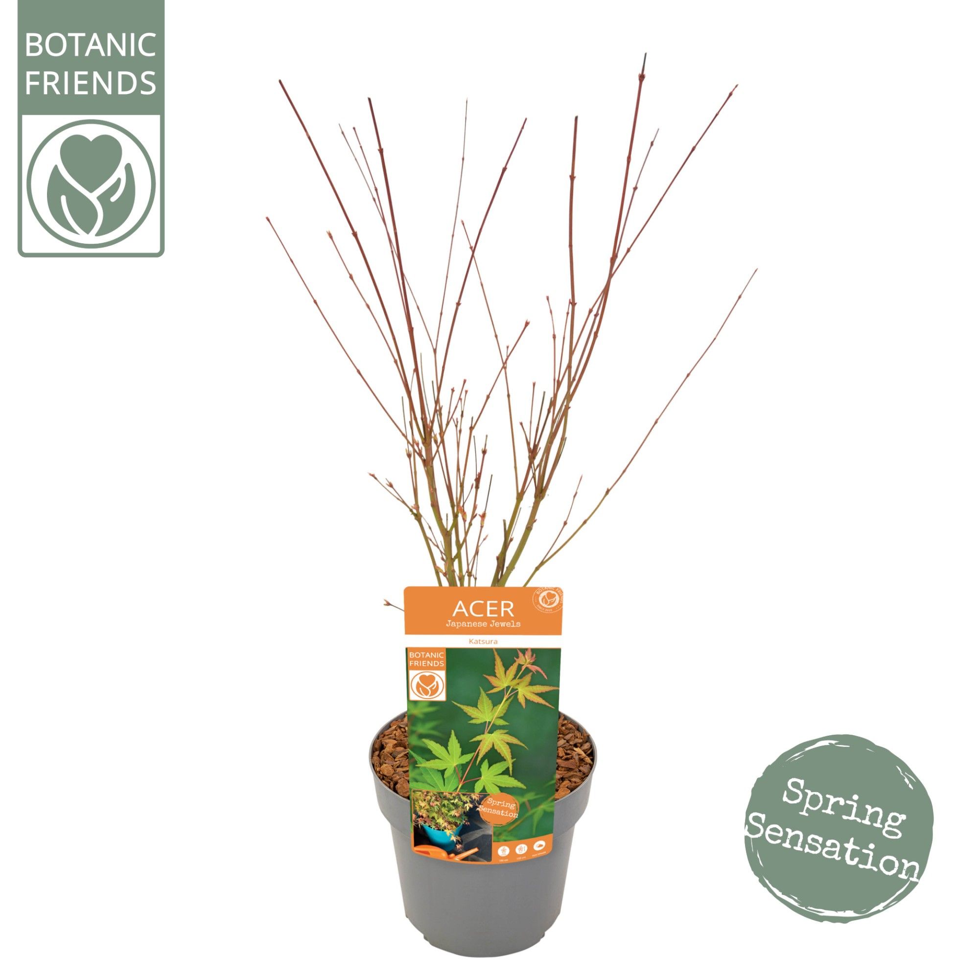 Acer palm. 'Katsura', D 19