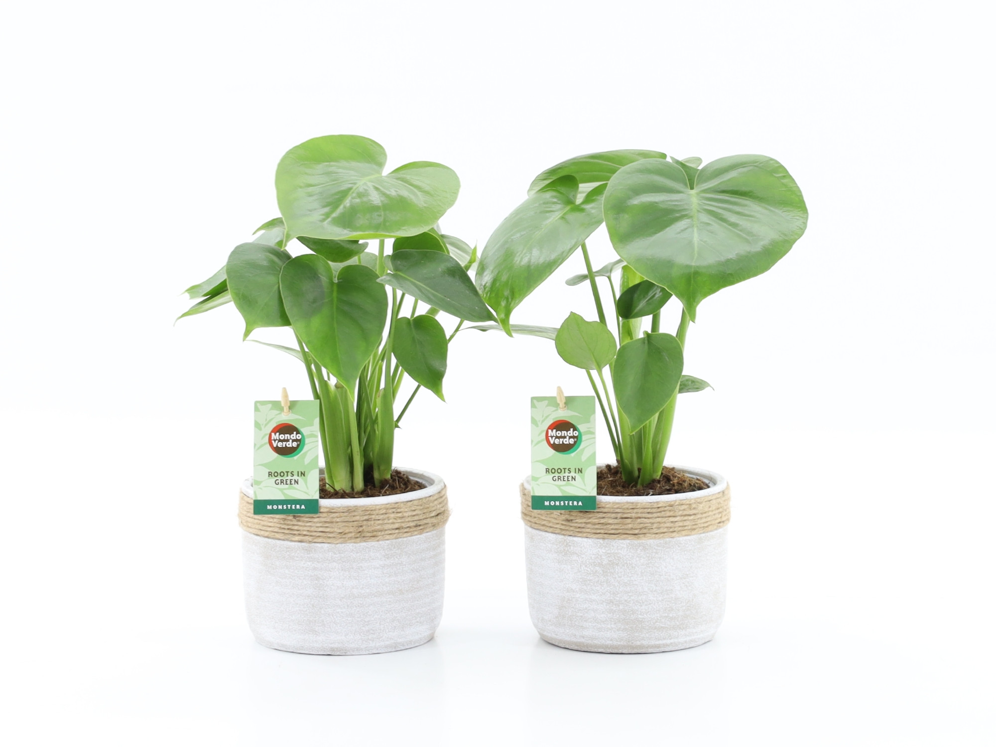 Monstera deliciosa in Sturdy, D 13