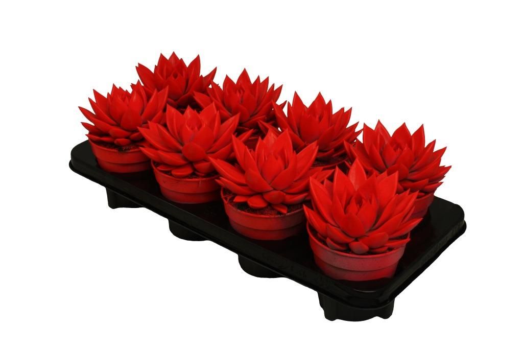 Miranda coloured neon red, D 12