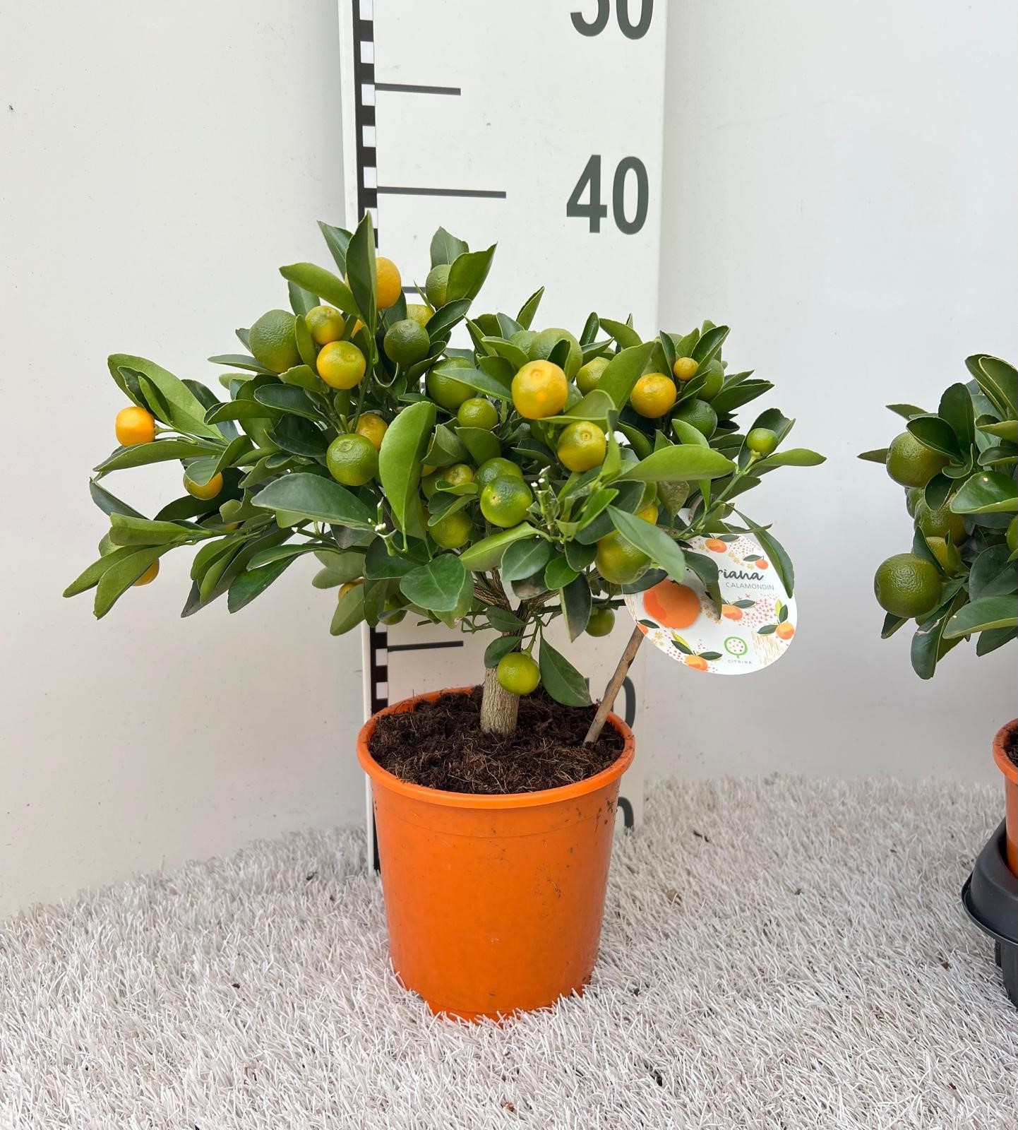 Citrus Calamondin medi-stem, D 14