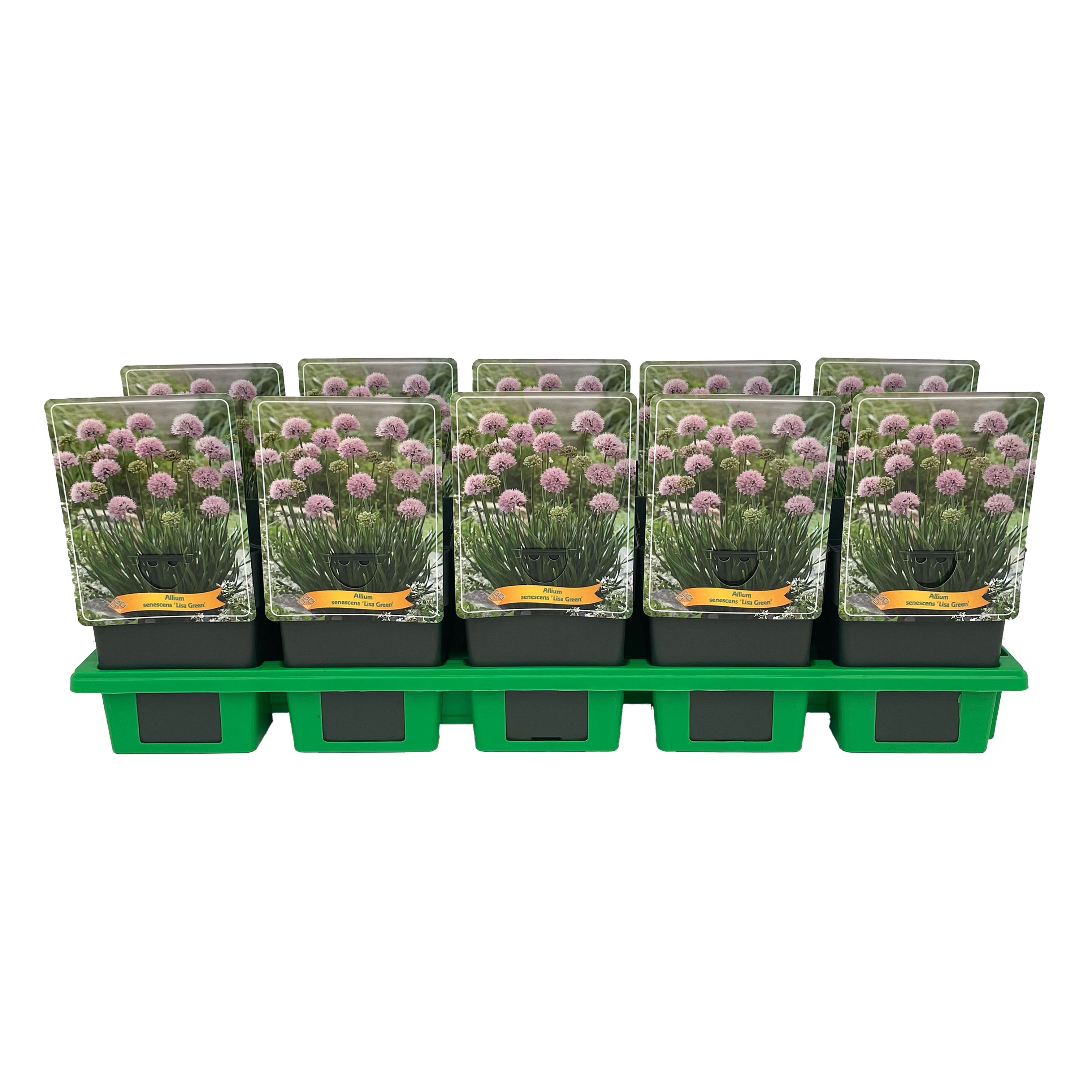 Allium senescens 'Lisa Green' P11, D 11