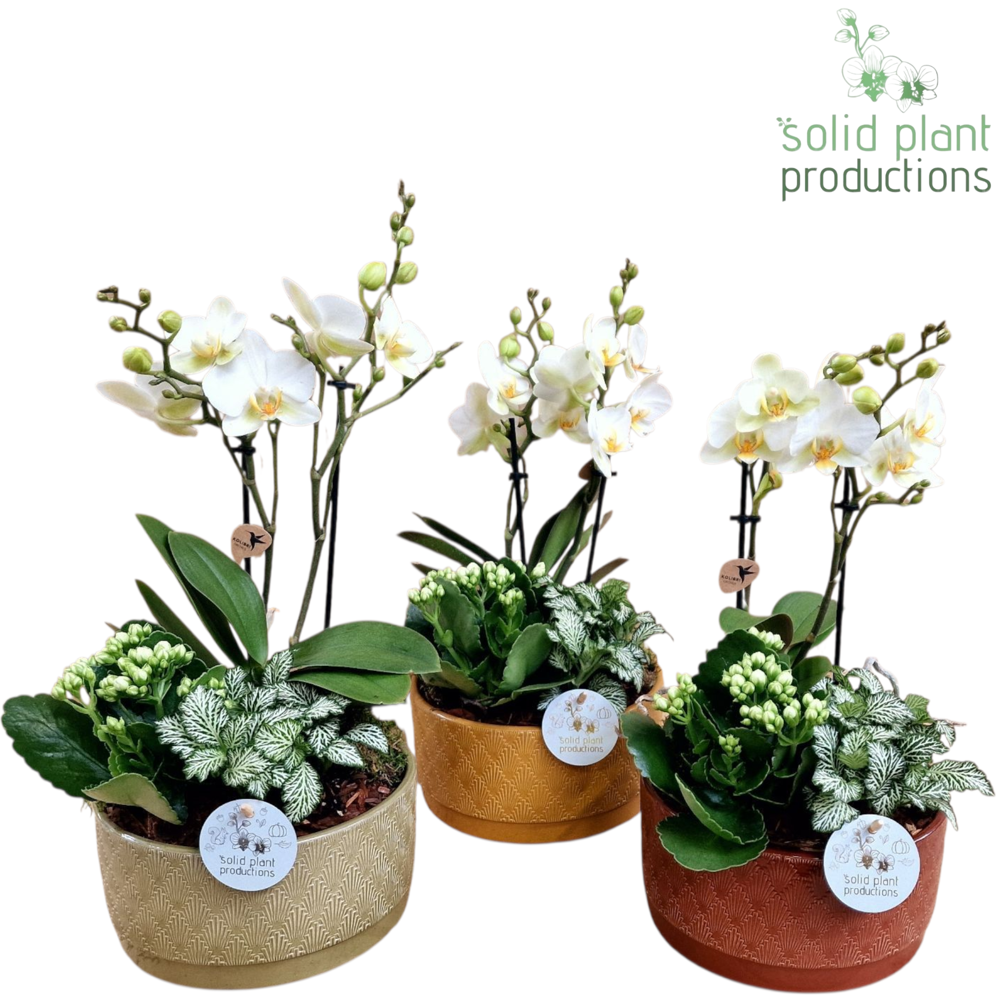NV008 Sarah Jungle Phalaenopsis, D 19