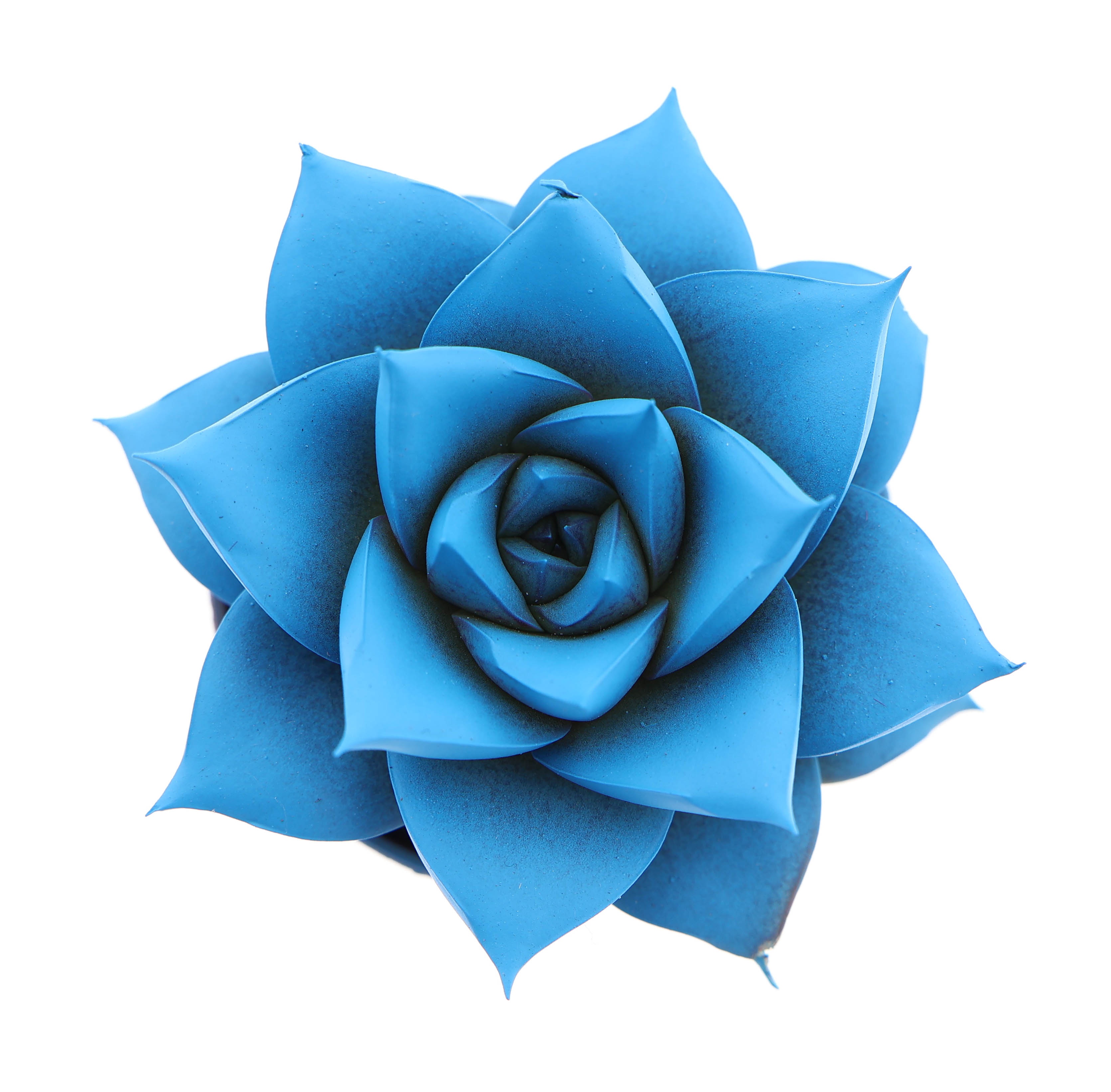 Rainbow purper sky blue, D 5,5