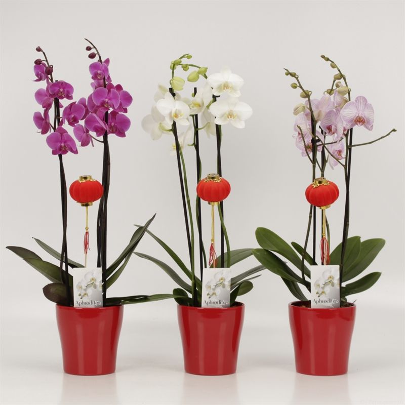 Phalaenopsis gemengd 3 tak mix in rood keramiek met lampion, D 12
