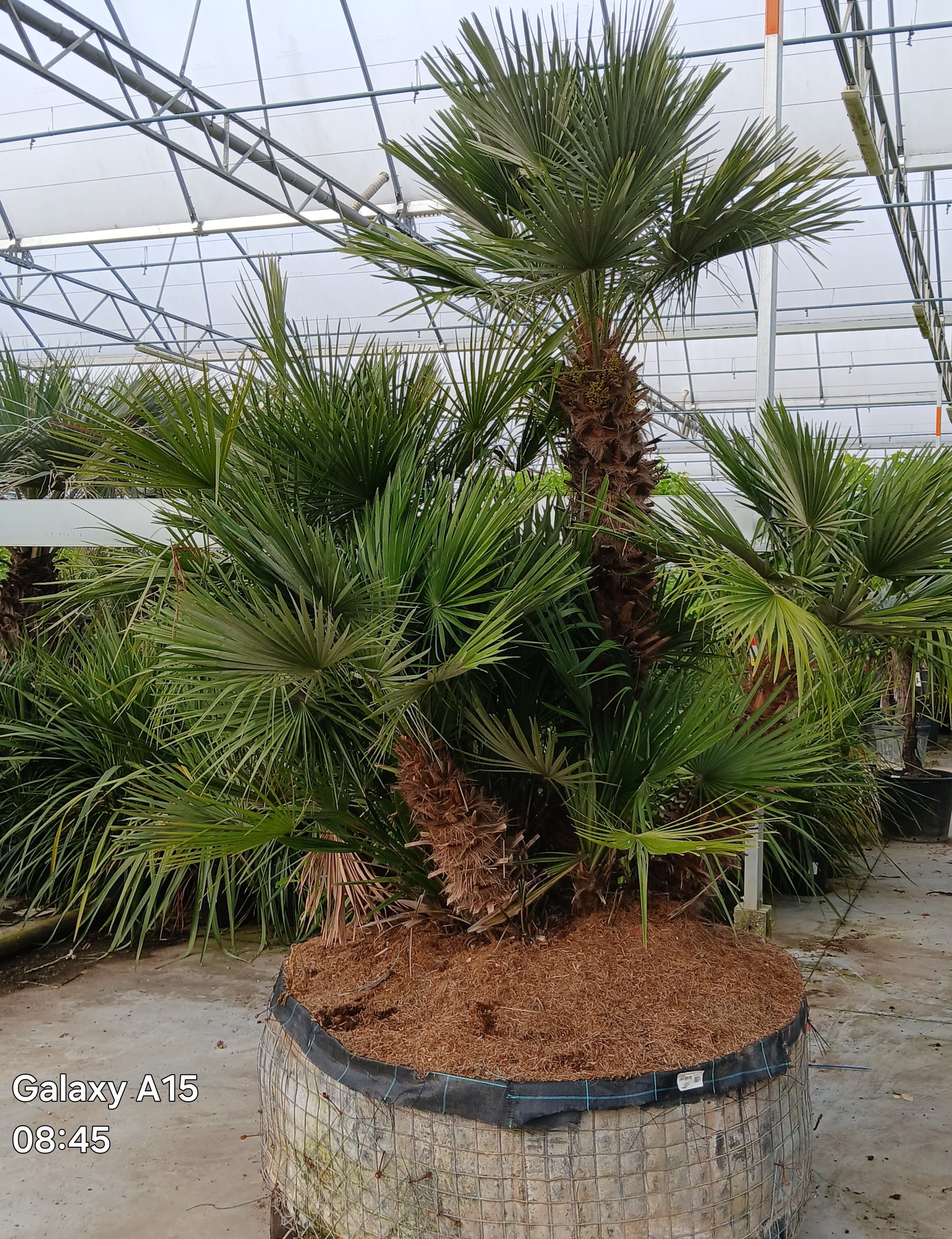 chamaerops humilis, D 100