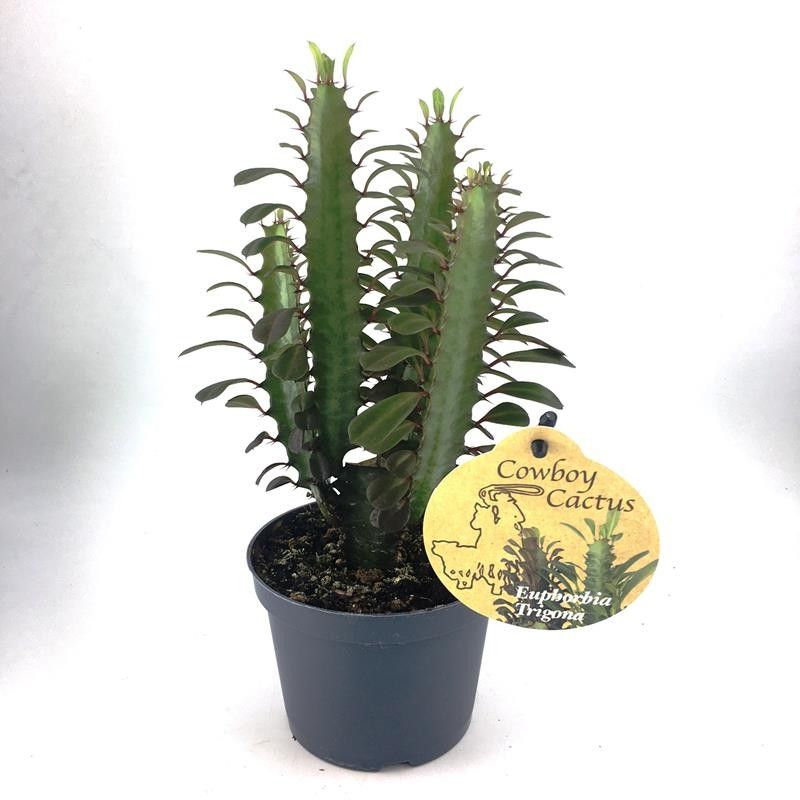 EUPHORBIA TRIGONA, D 12