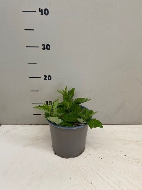 Aster ageratoides Asran, D 14