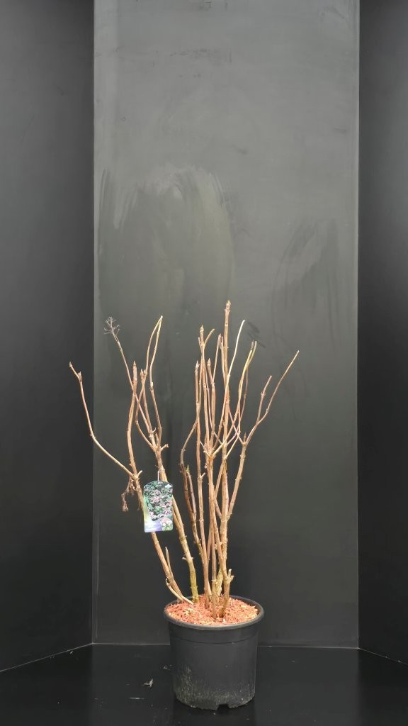 Hydrangea aspera 'Macrophylla', D 32