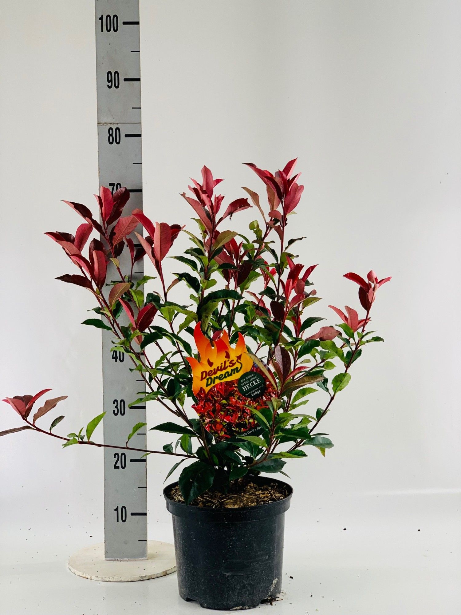 Photinia fra. 'Devils Dream'®, D 23